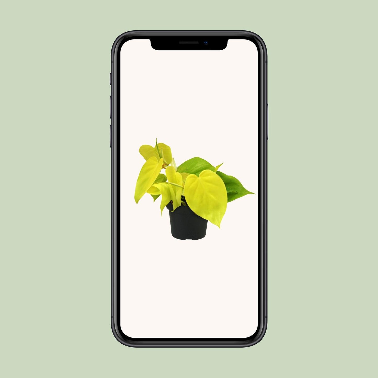Philodendron Lime 12cm – elegante Zimmerpflanze | Pflanzfix24.de - Pflanzfix24.de