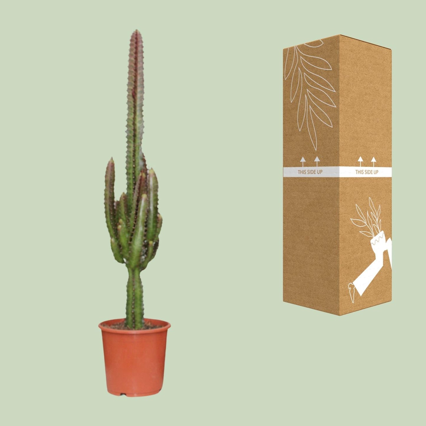 Euphorbia Trigona Rubra - Ø17cm - ↕70cm von Pflanzfix24