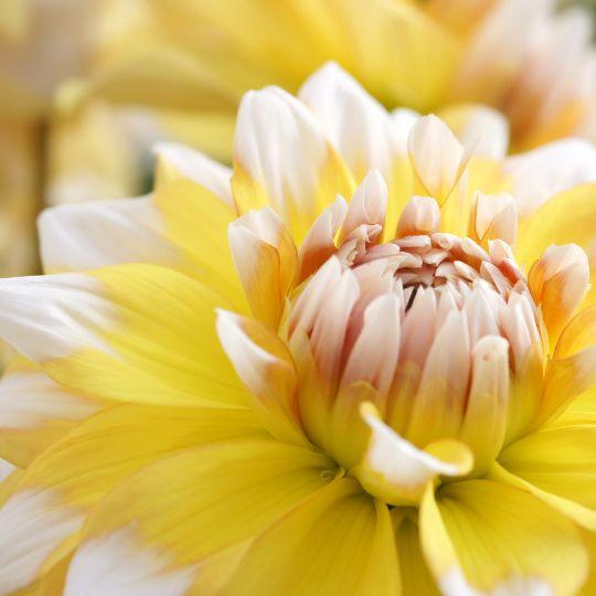 Dahlie 'Seattle' - 24 Knollen für 4 m² - Flowerbulbs Amsterdam - Pflanzfix24.de - Pflanzfix24.de