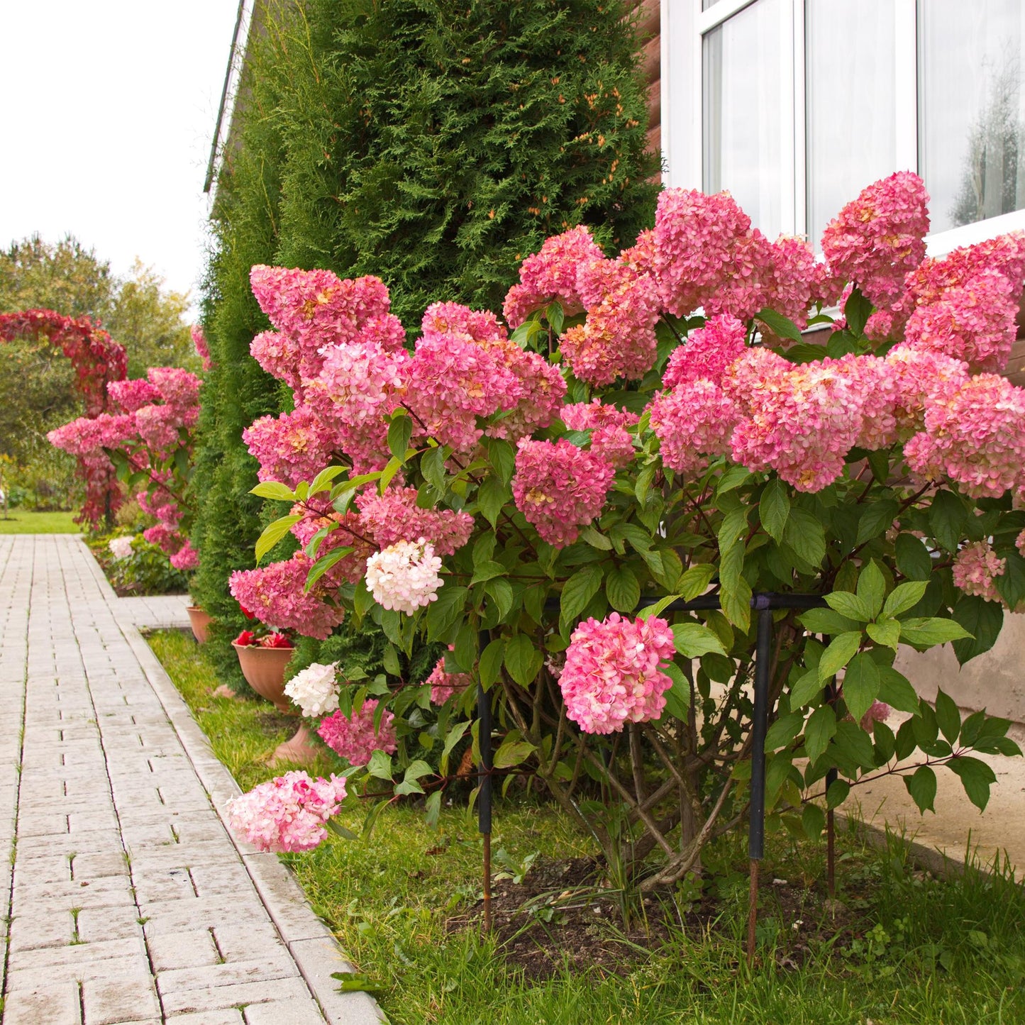 Pflanzfix24 - Rispenhortensie - Hydrangea panniculata Vanille Fraise - 1 Pflanze - Topf 17cm
