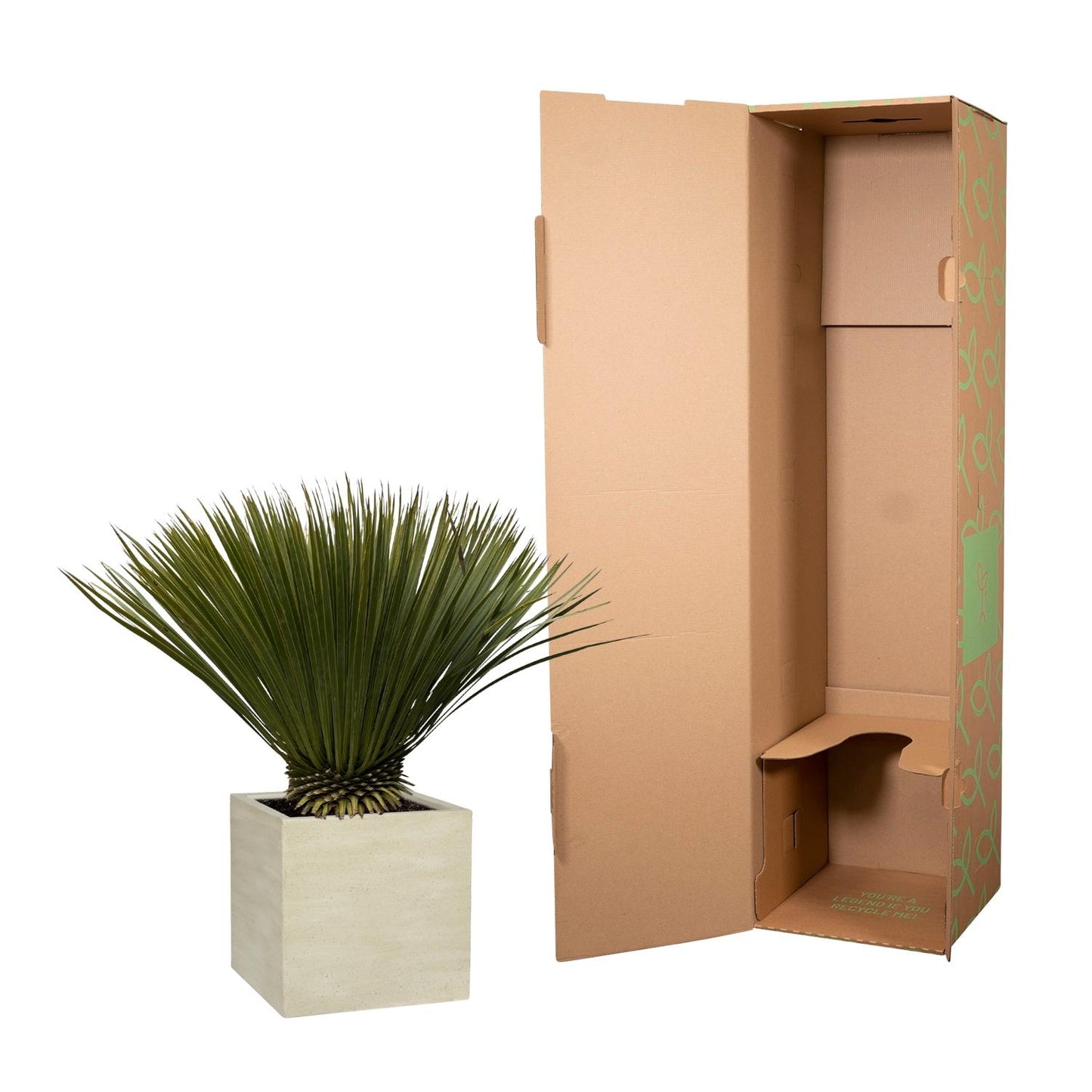 Yucca Rostrata 75cm Ø30 – Robuste Palmlilie | Pflanzfix24