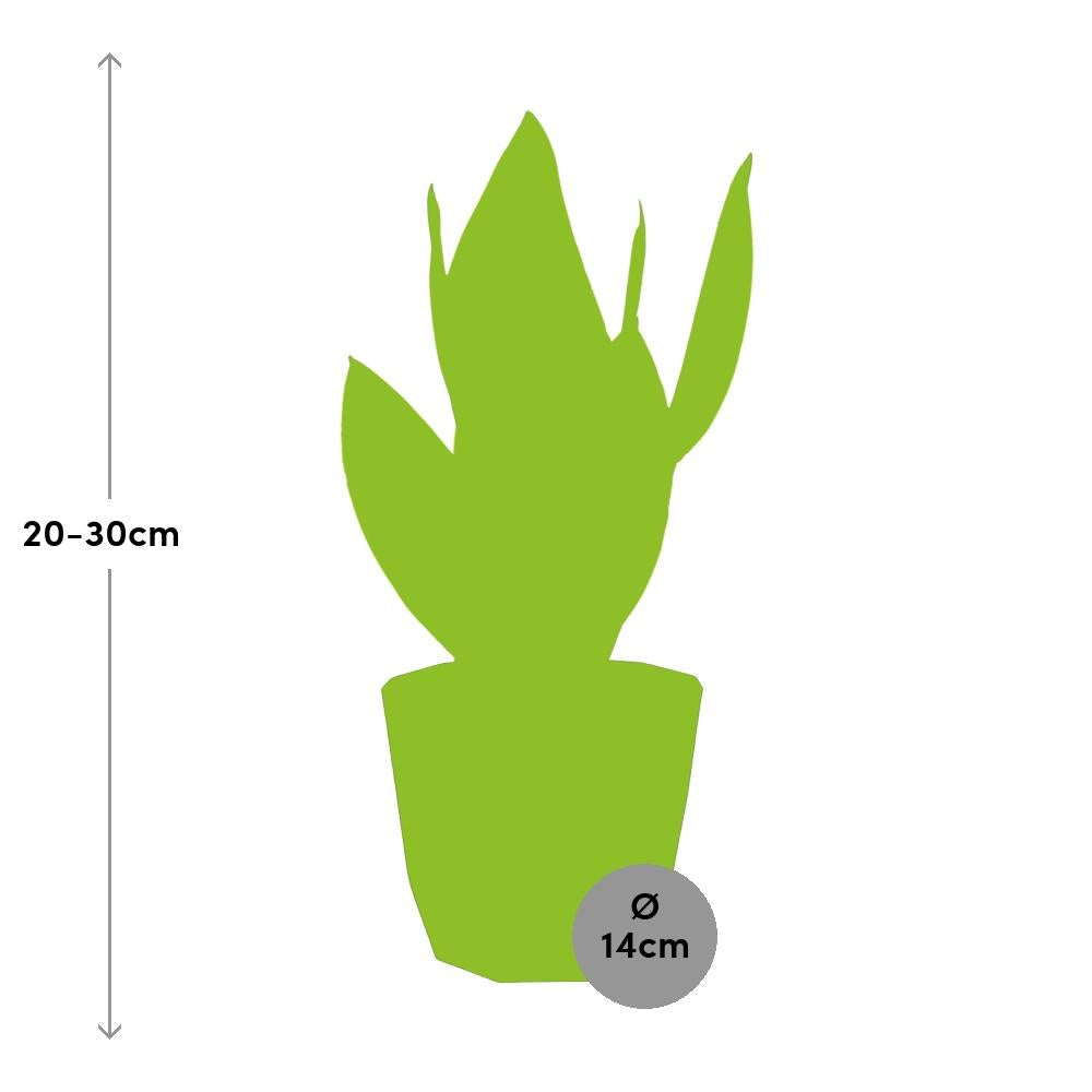 Sansevieria Futura Superba in 14cm b.for rock living black - Pflanzfix24