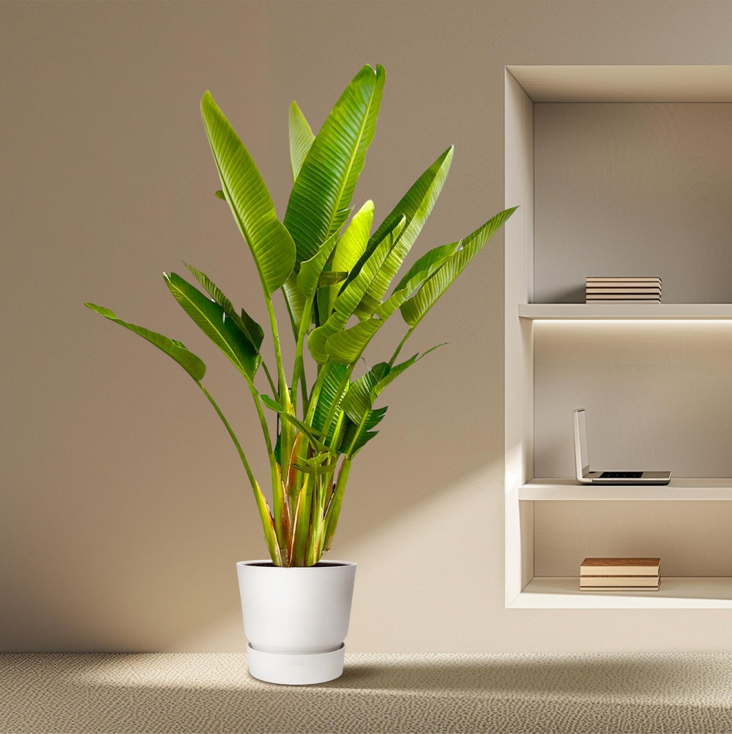 Strelitzia Augusta multi stam XXL 225 cm Ø40 – Weiße Paradiesvogel Pflanze | Pflanzfix24.de - Pflanzfix24.de