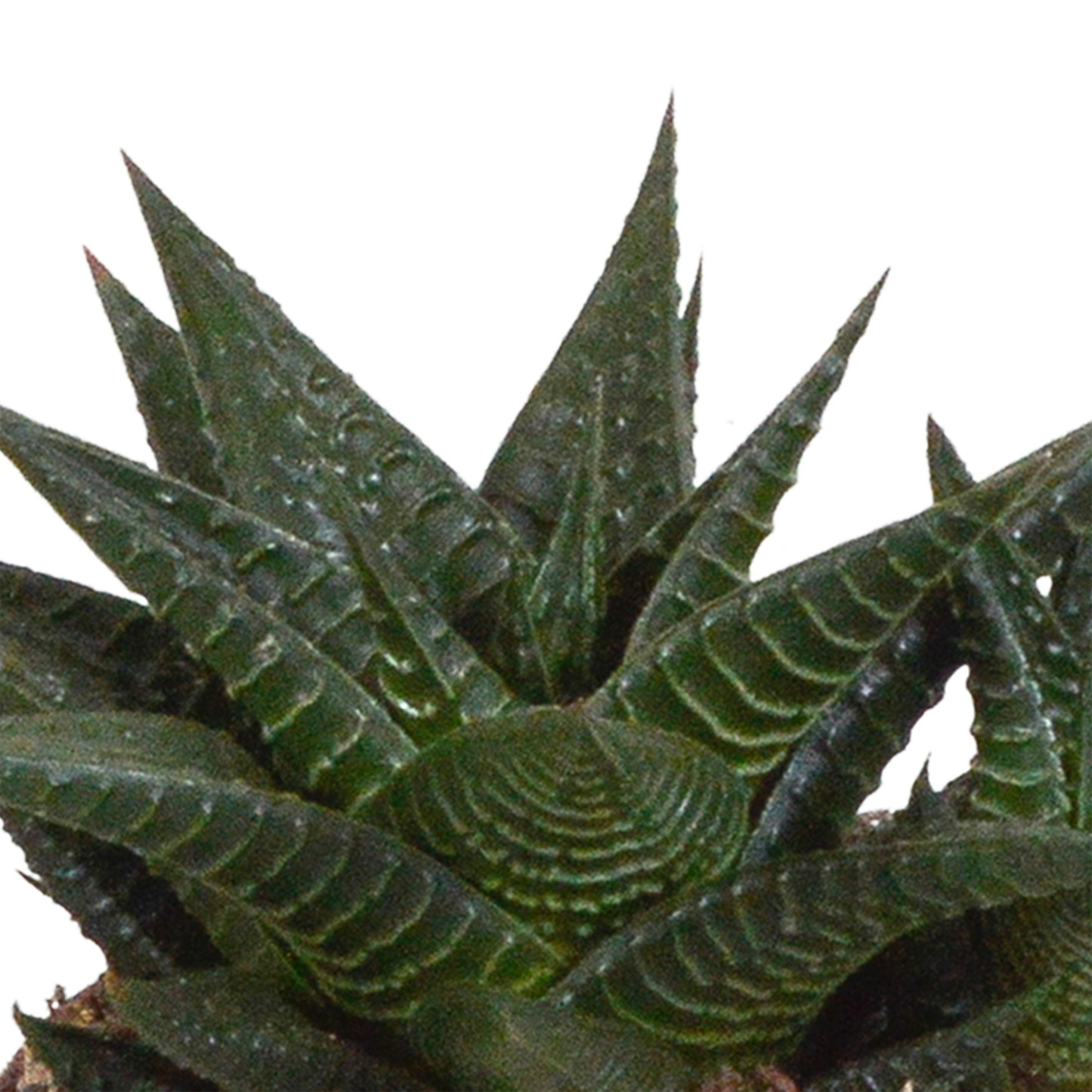 Gasteria/Haworthia-Mischung 8,5cm - 3x - in witte pot - Pflanzfix24.de - Pflanzfix24.de