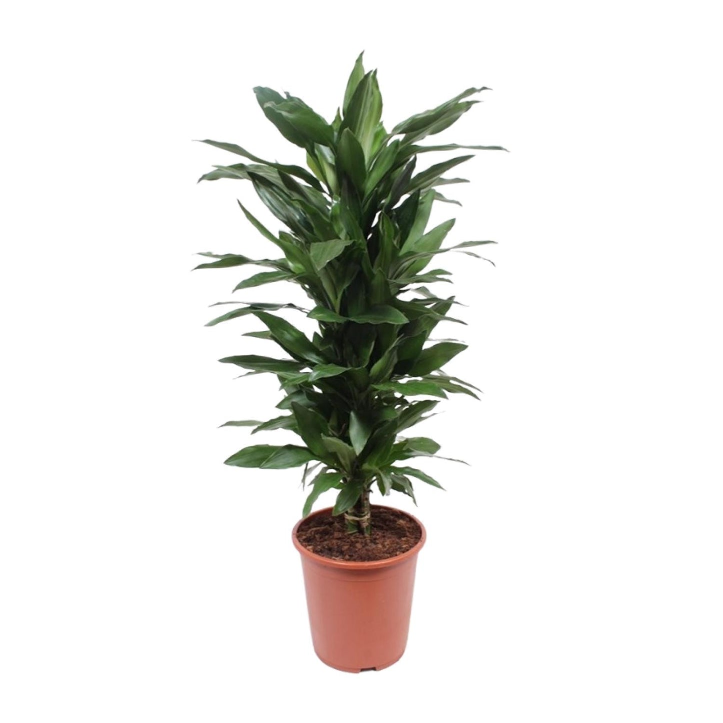 Dracaena Janet Lind - Ø27cm - ↕110cm - Pflanzfix24