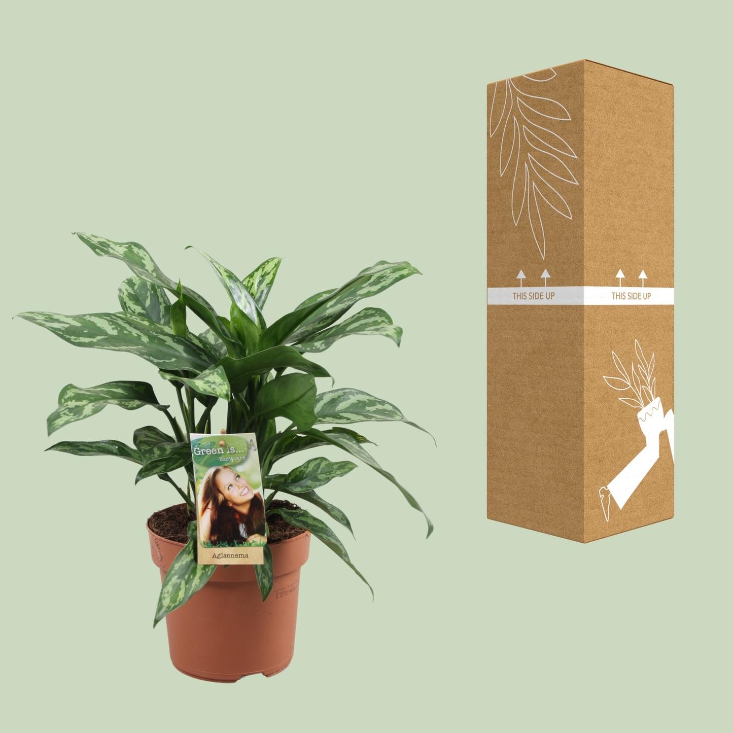 Aglaonema Maria - Ø17cm - ↕40cm - Pflanzfix24