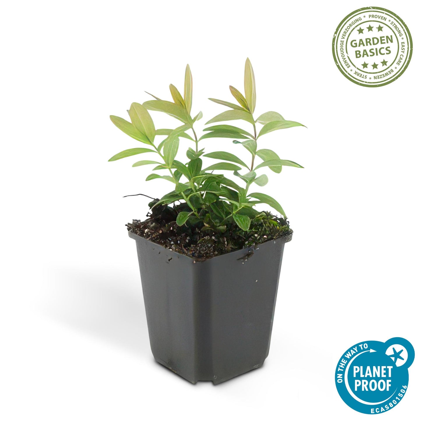 12x Hypericum calycinum Ø9cm | Gelbe Blüten Bodendecker | Pflanzfix24.de - Pflanzfix24.de