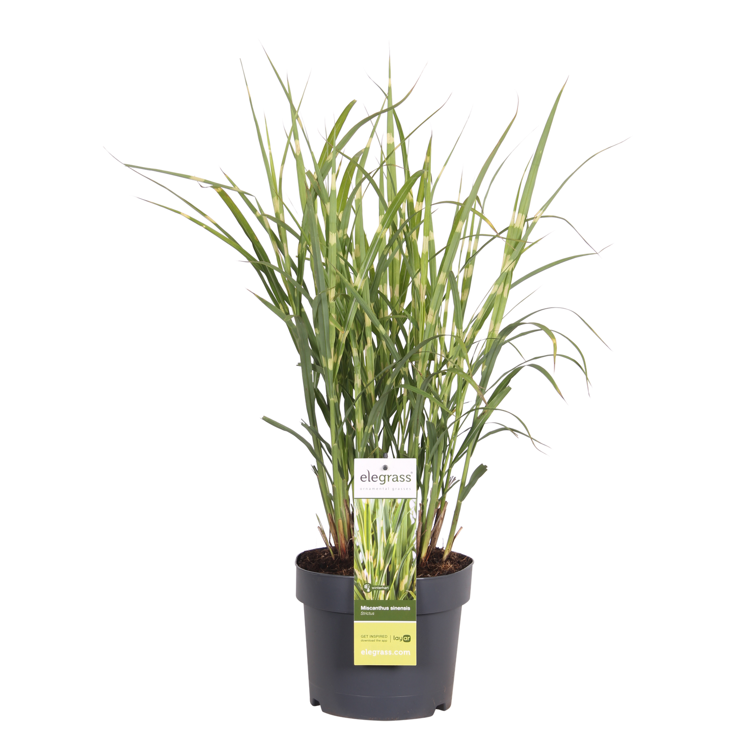 Miscanthus sinensis Strictus Zebra Gras Ø23cm | Pflanzfix24.de - Pflanzfix24.de