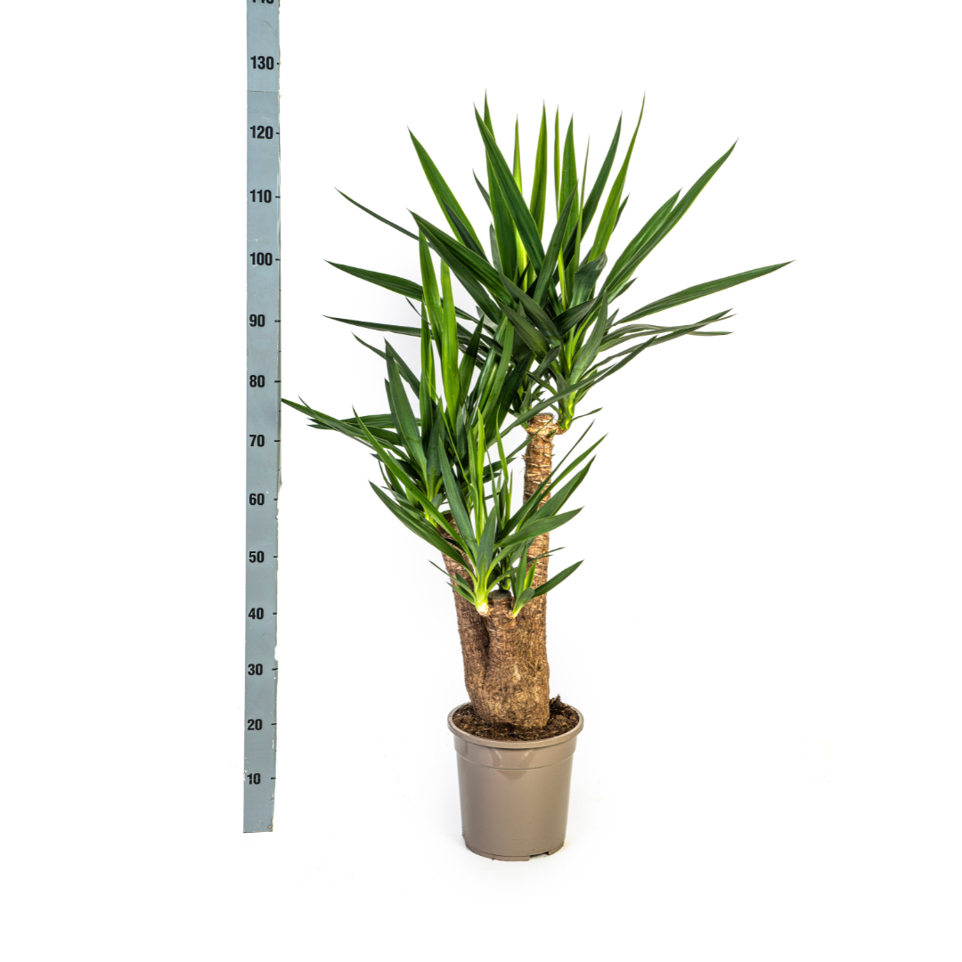 Yucca Elephantipes Verzweigt Ø24cm | Zimmerpflanze 80-100cm – Pflanzfix24.de - Pflanzfix24.de