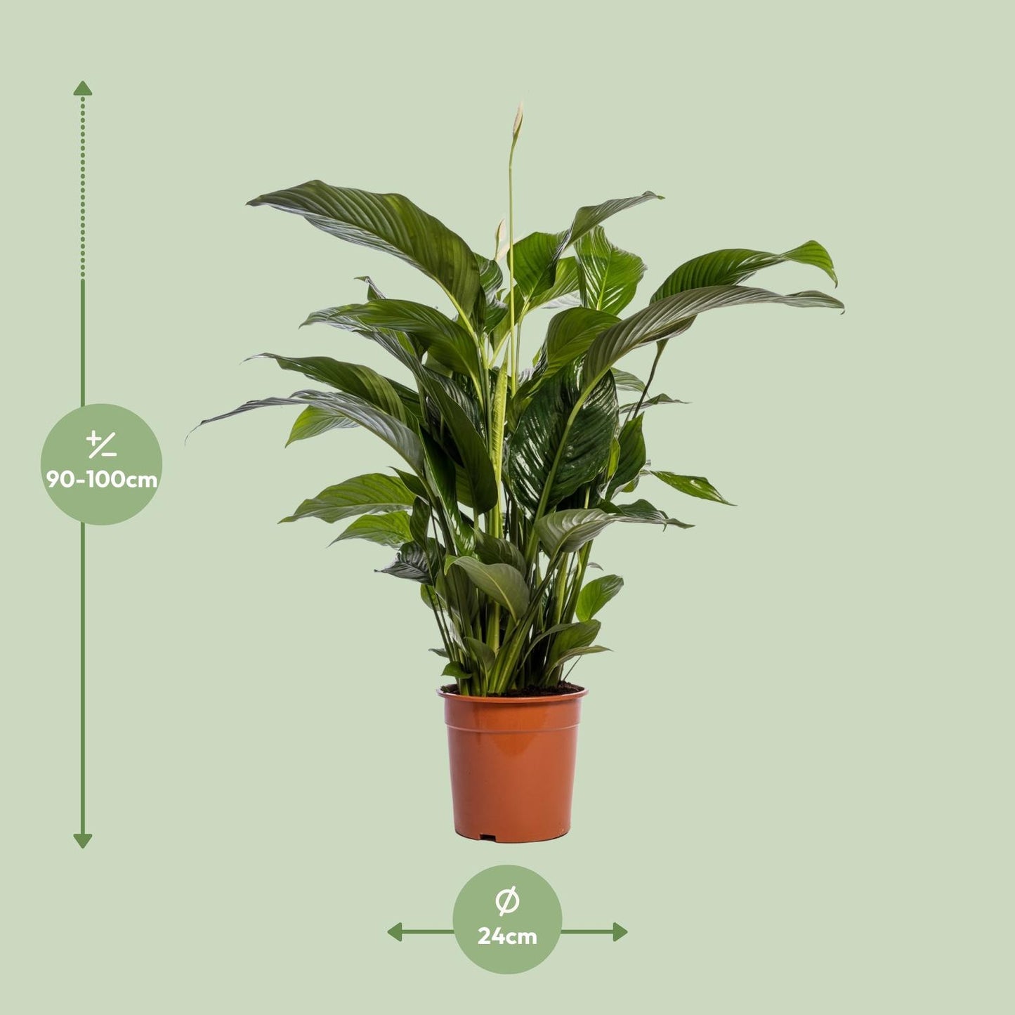 Friedenslilie Spathiphyllum Bellini – ca. 100 cm | Pflanzfix24.de - Pflanzfix24.de
