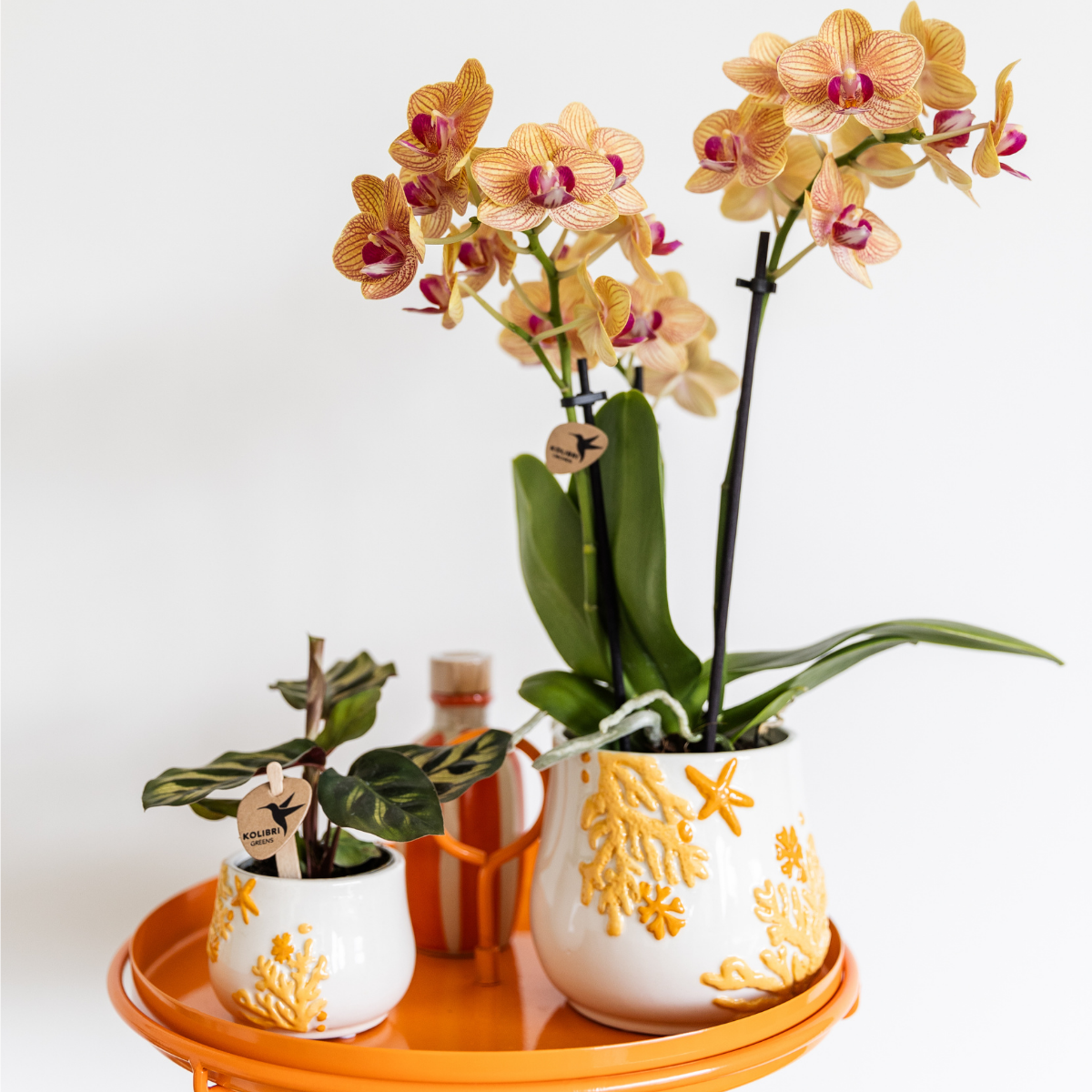Calathea Makoyana Ø6 cm – Pflanzfix24.de - Pflanzfix24.de