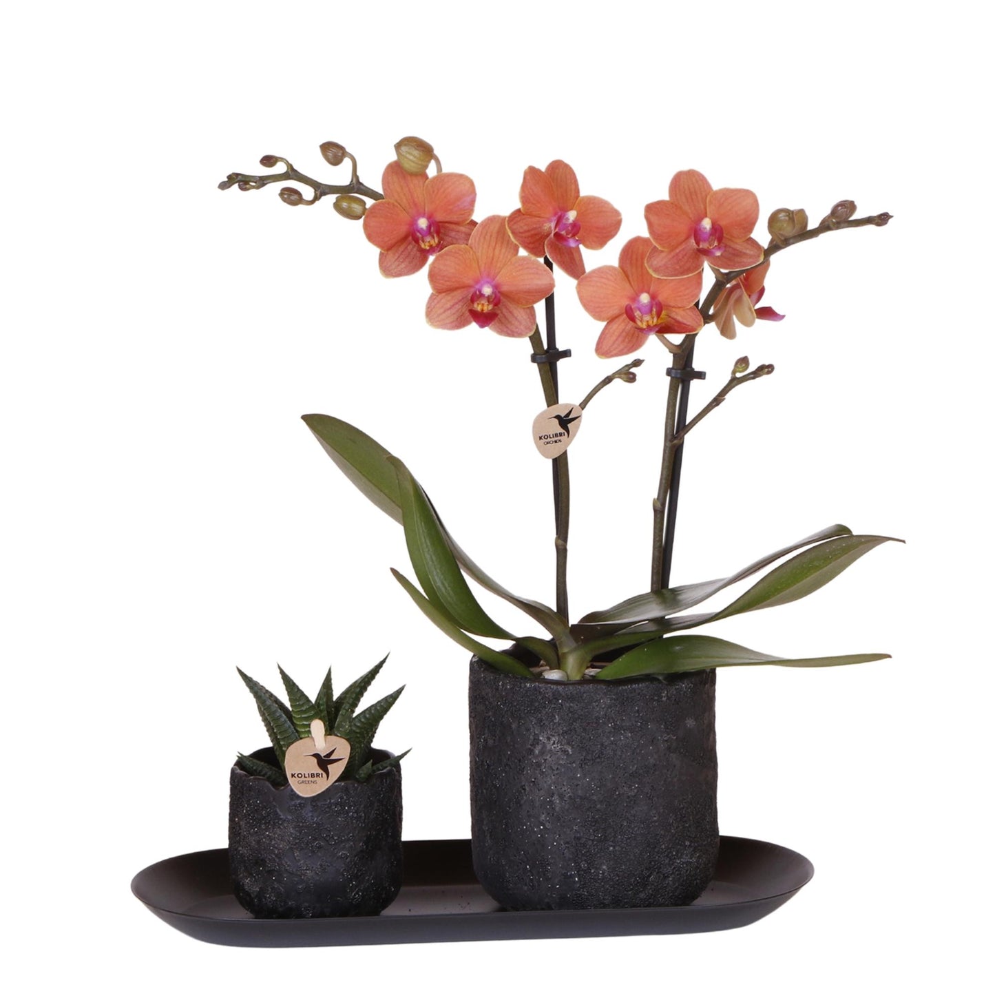 Pflanzenset Home Hub Small – Orchidee & Sukkulente inkl. Tablett | Pflanzfix24