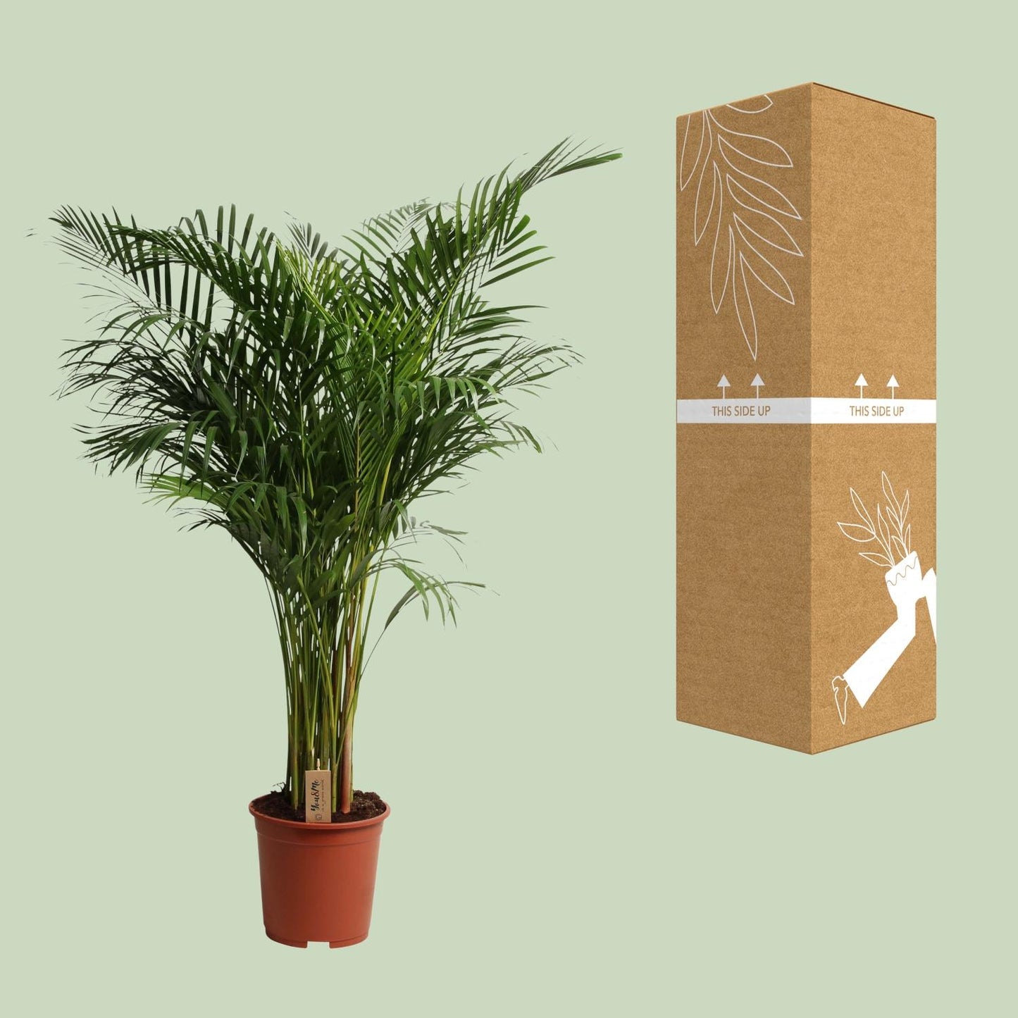 Dypsis Lutescens - Ø27cm - ↕160cm - Pflanzfix24
