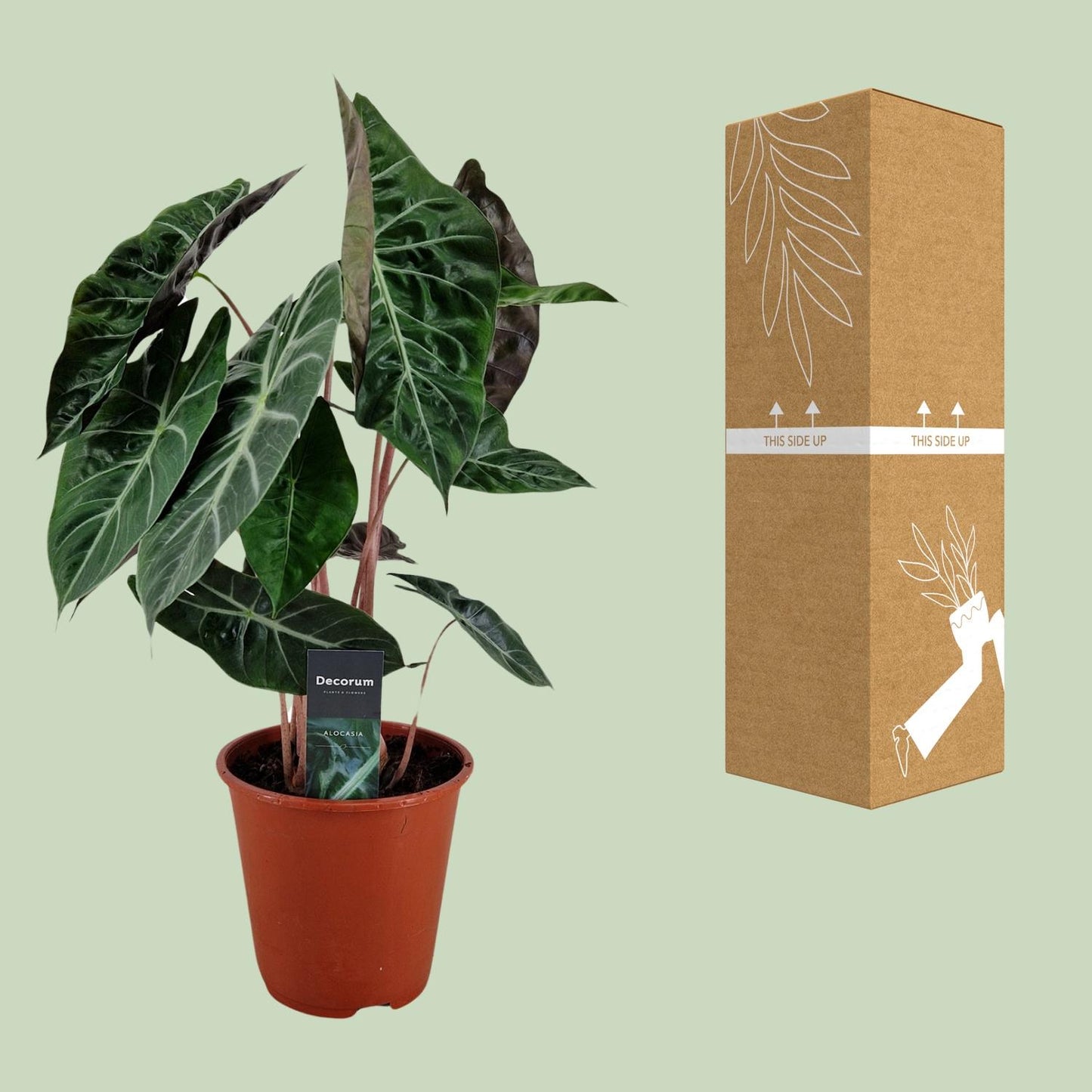 Alocasia Pink Dragon - Ø19cm - ↕75cm - Pflanzfix24