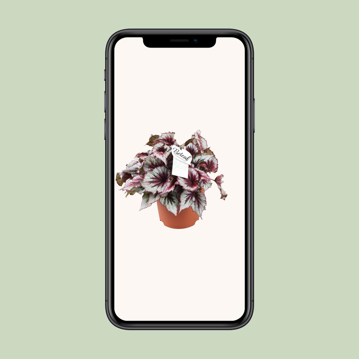 Begonia Beleaf Evening Glow - Ø17cm - ↕33cm - Pflanzfix24
