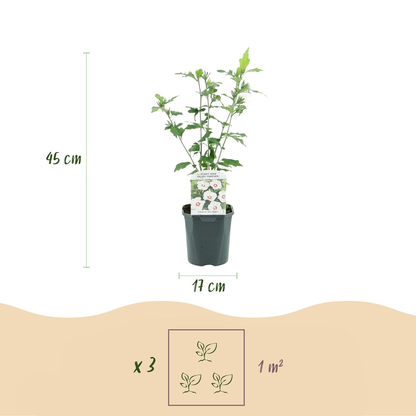 Pflanzfix24.de - Hibiscus syriacus Red Heart - 1 Pflanze - Topf 17cm - Pflanzfix24.de