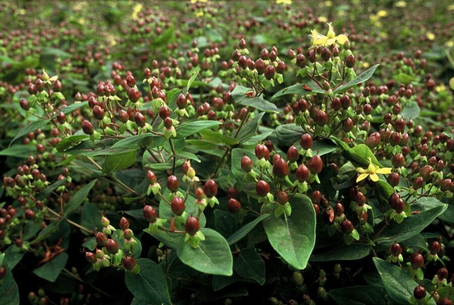 12x Hypericum inodorum 'Rheingold' – Goldblatt-Strauch – Pflanzfix24.de - Pflanzfix24.de