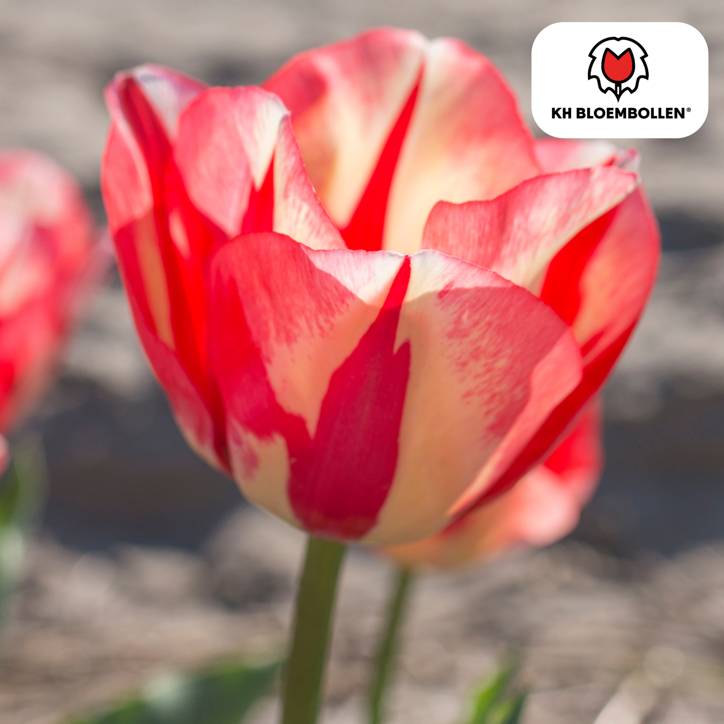 Tulpenbollen Spring Break – 20 Stuks | KH Bloembollen® | Rood-Oranje Tulp - Pflanzfix24