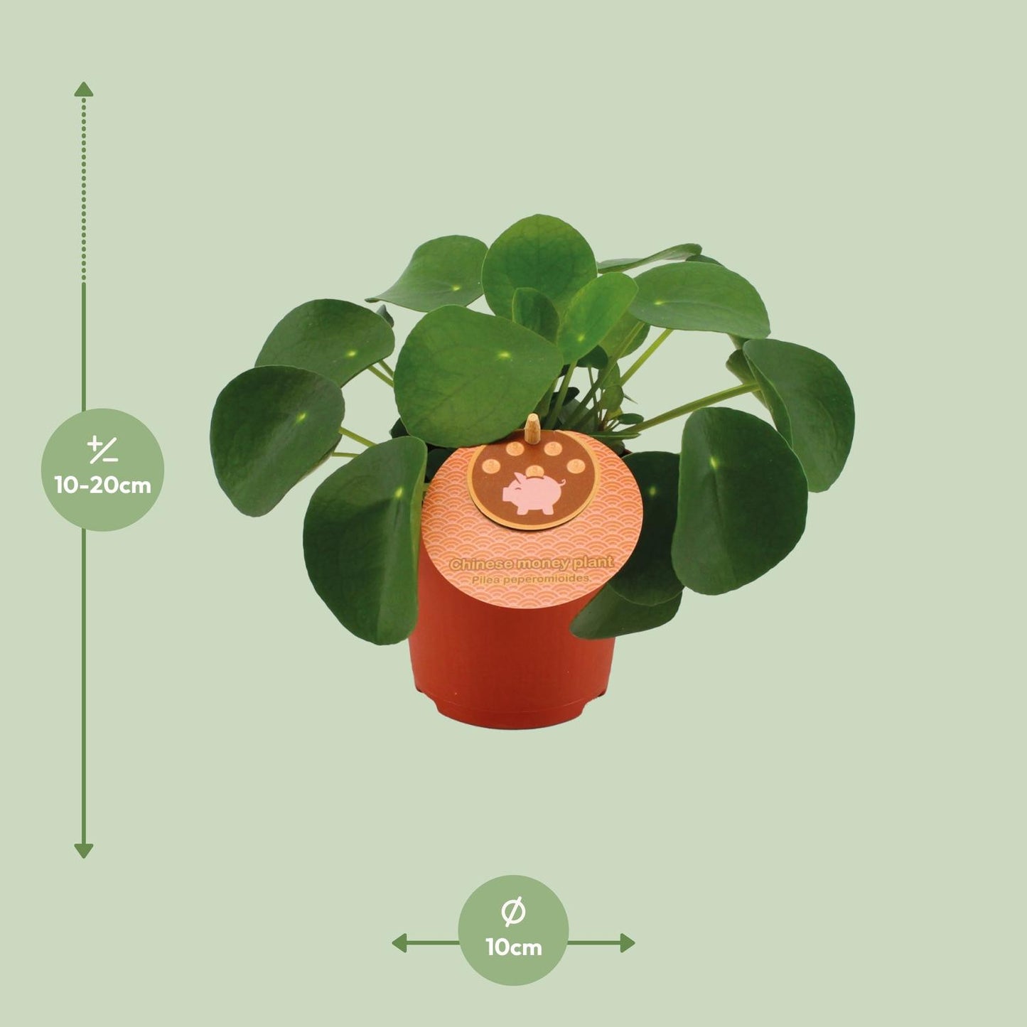 Pilea Peperomioides - Ø11cm - ↕15cm bei Pflanzfix24.de - Pflanzfix24.de
