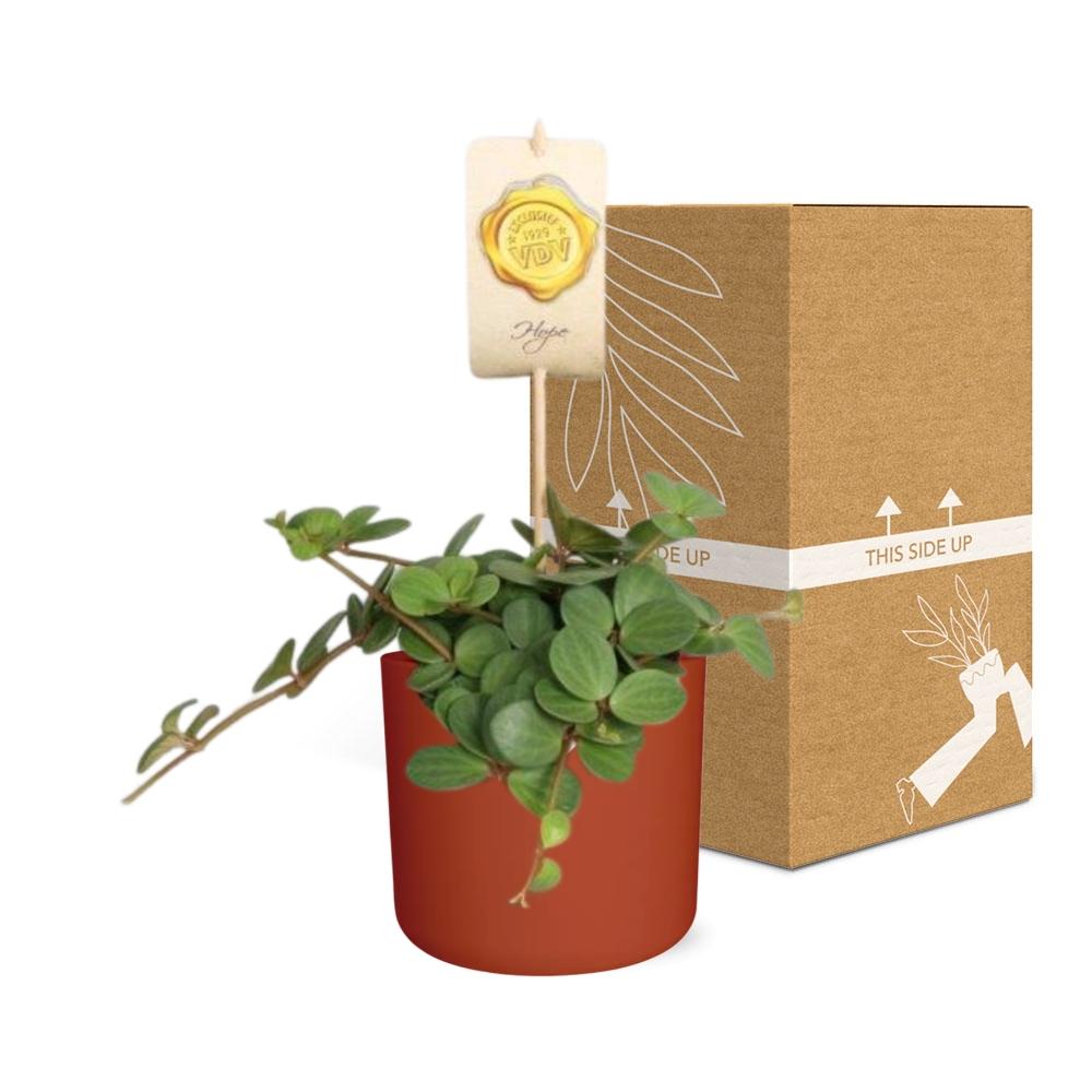 Peperomia ‘Hope’ in ELHO b.for soft rond 14cm brique - Pflanzfix24