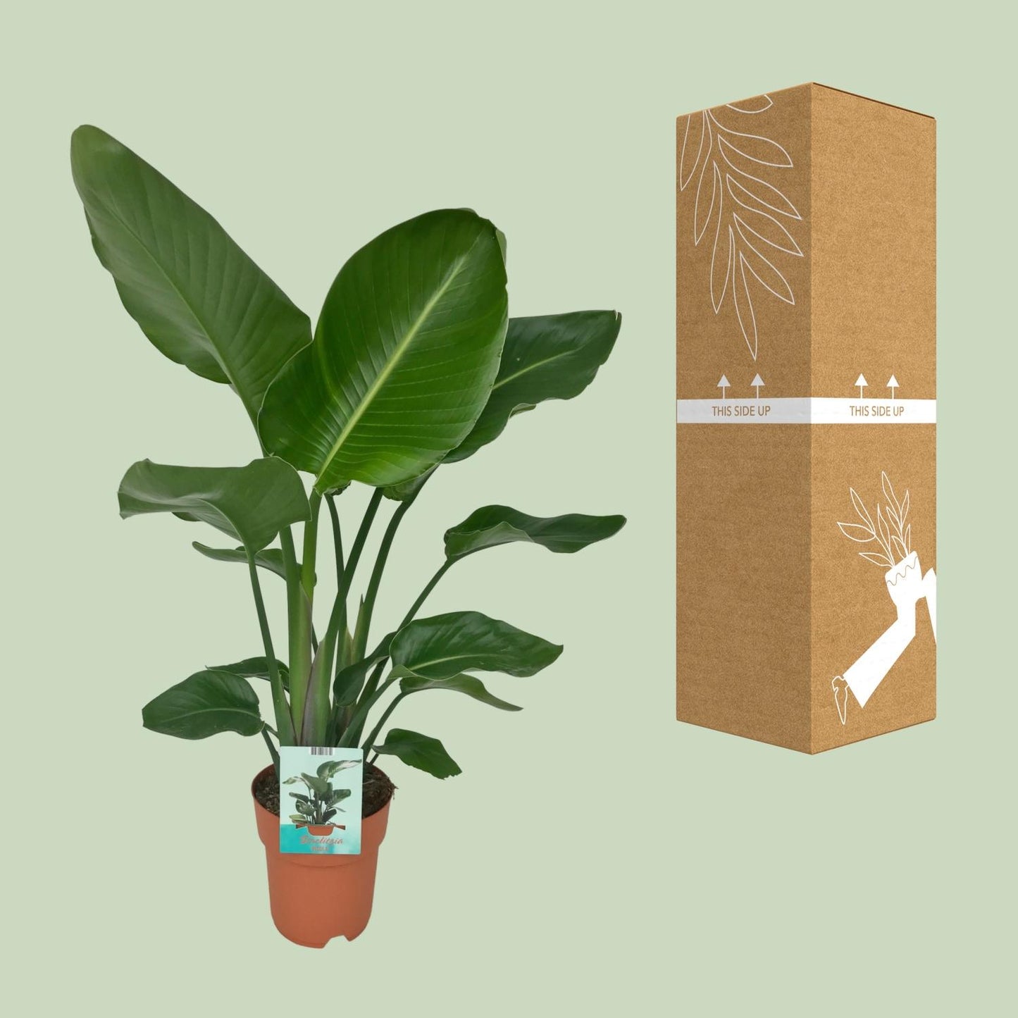 Strelitzia Nicolai Ø19cm Zimmerpflanze 90cm – Pflanzfix24.de - Pflanzfix24.de