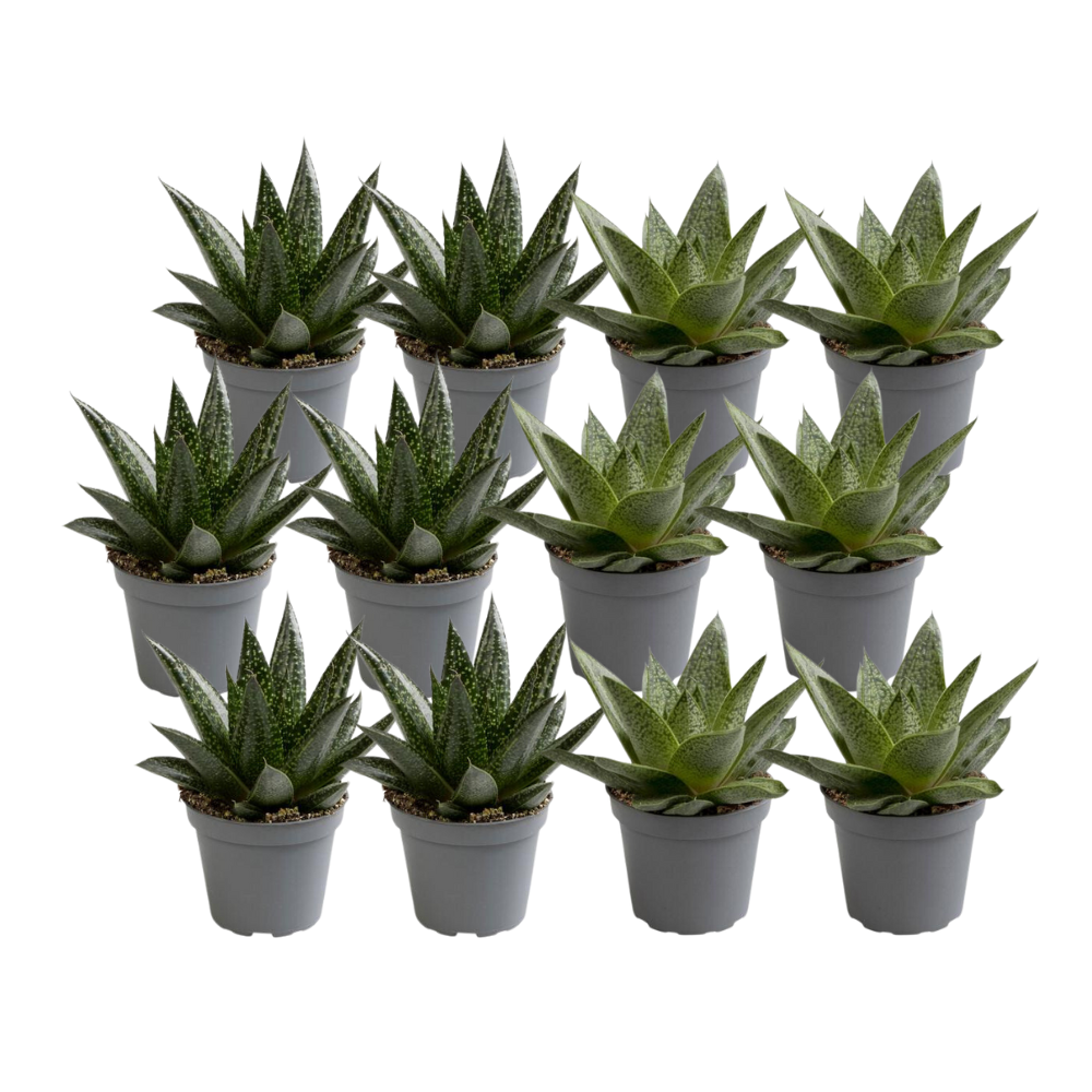 Pflanzfix24 - 12x Aloe Mix