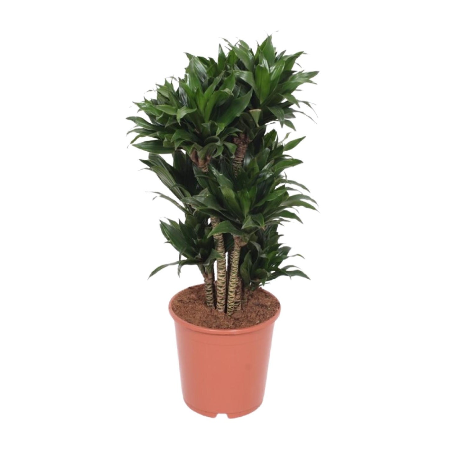 Dracaena Compacta - Ø24cm - ↕80cm - Pflanzfix24.de - Pflanzfix24.de