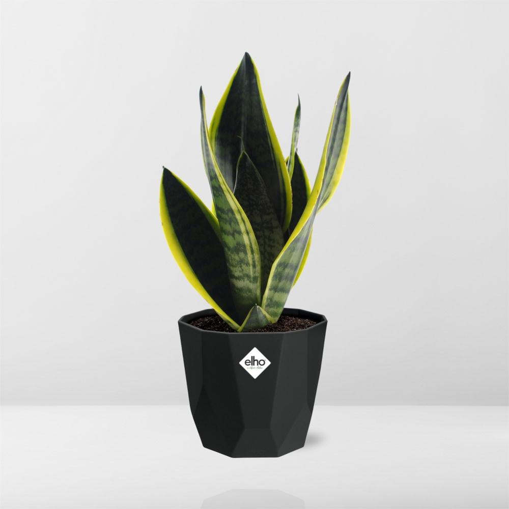 Sansevieria Futura Superba in 14cm b.for rock living black - Pflanzfix24