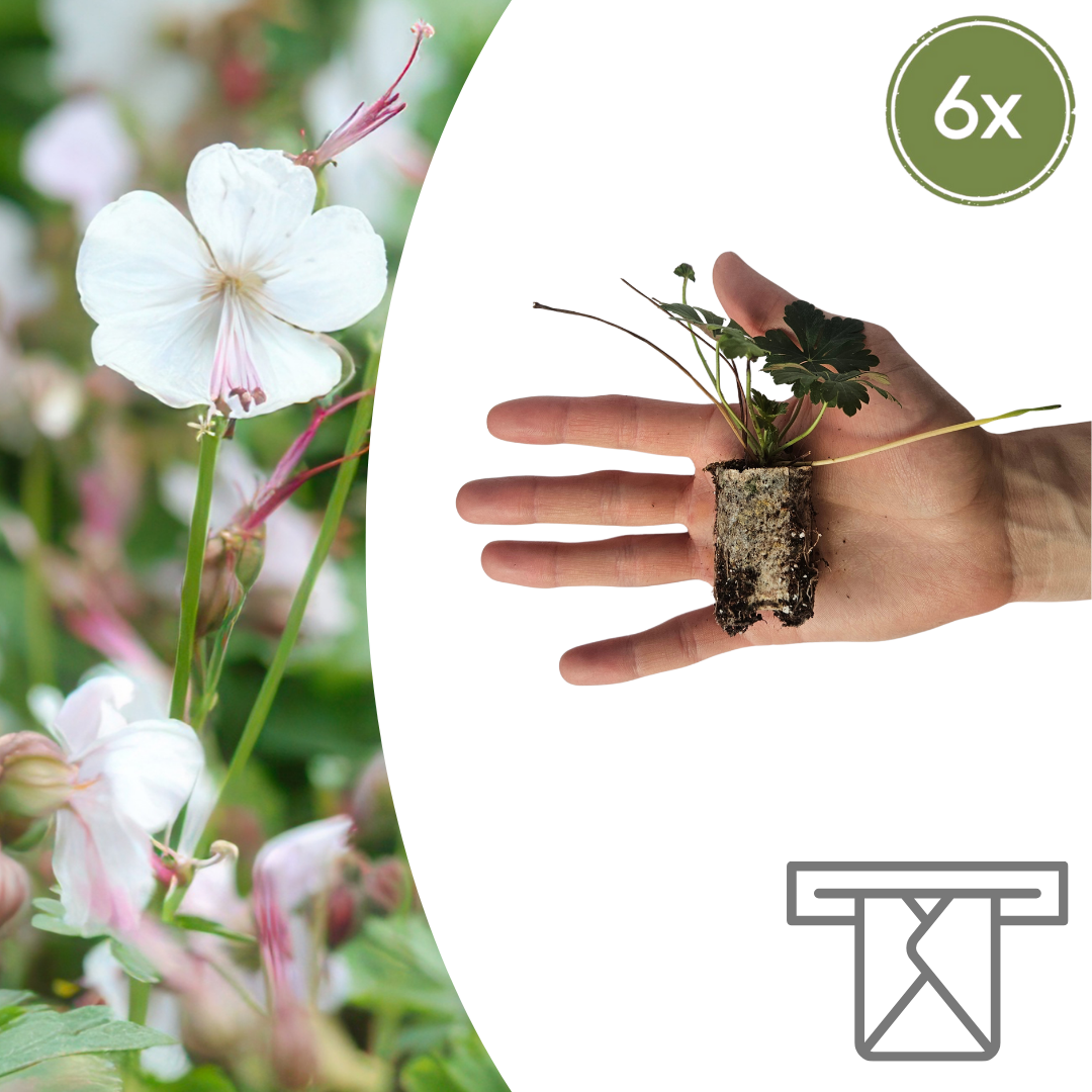 Geranium – 6 Jungpflanzen | Pflanzfix24.de - Pflanzfix24.de