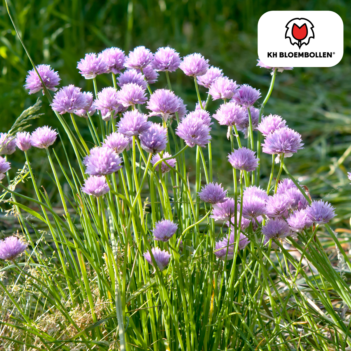 Allium carolinianum 15 stuks - Pflanzfix24