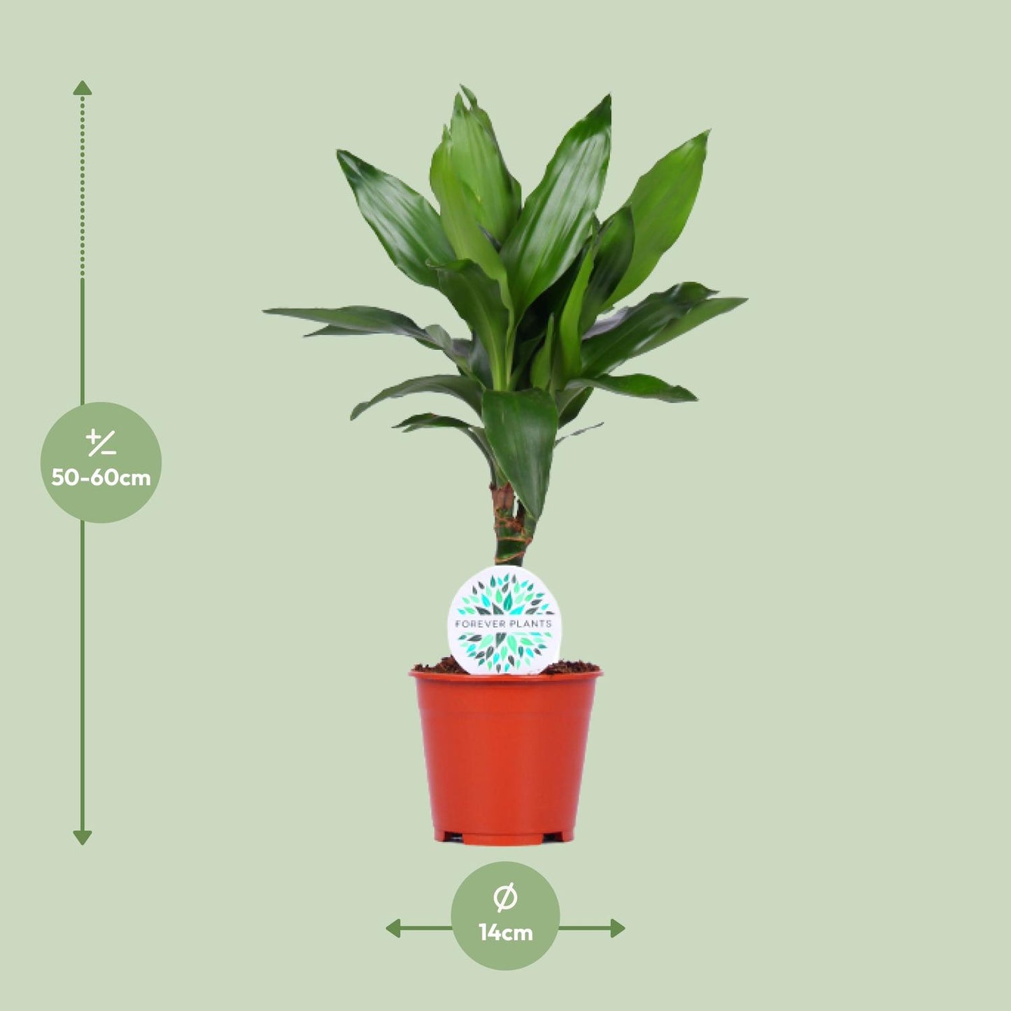 Dracaena Janet Lind - Ø14cm - ↕55cm - Pflanzfix24