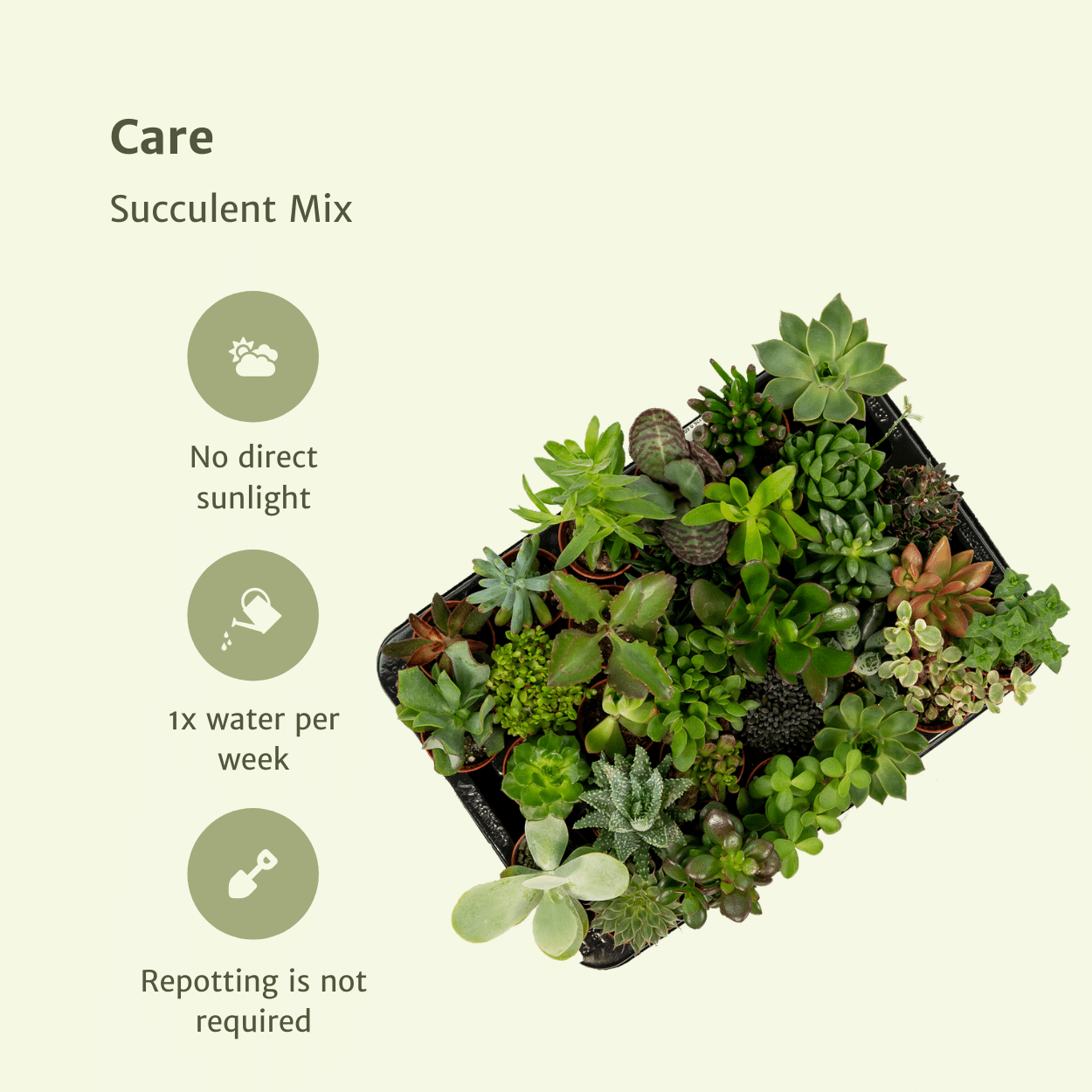 Sukkulenten Mix 10 Stück Ø5,5cm – Pflanzfix24.de - Pflanzfix24.de