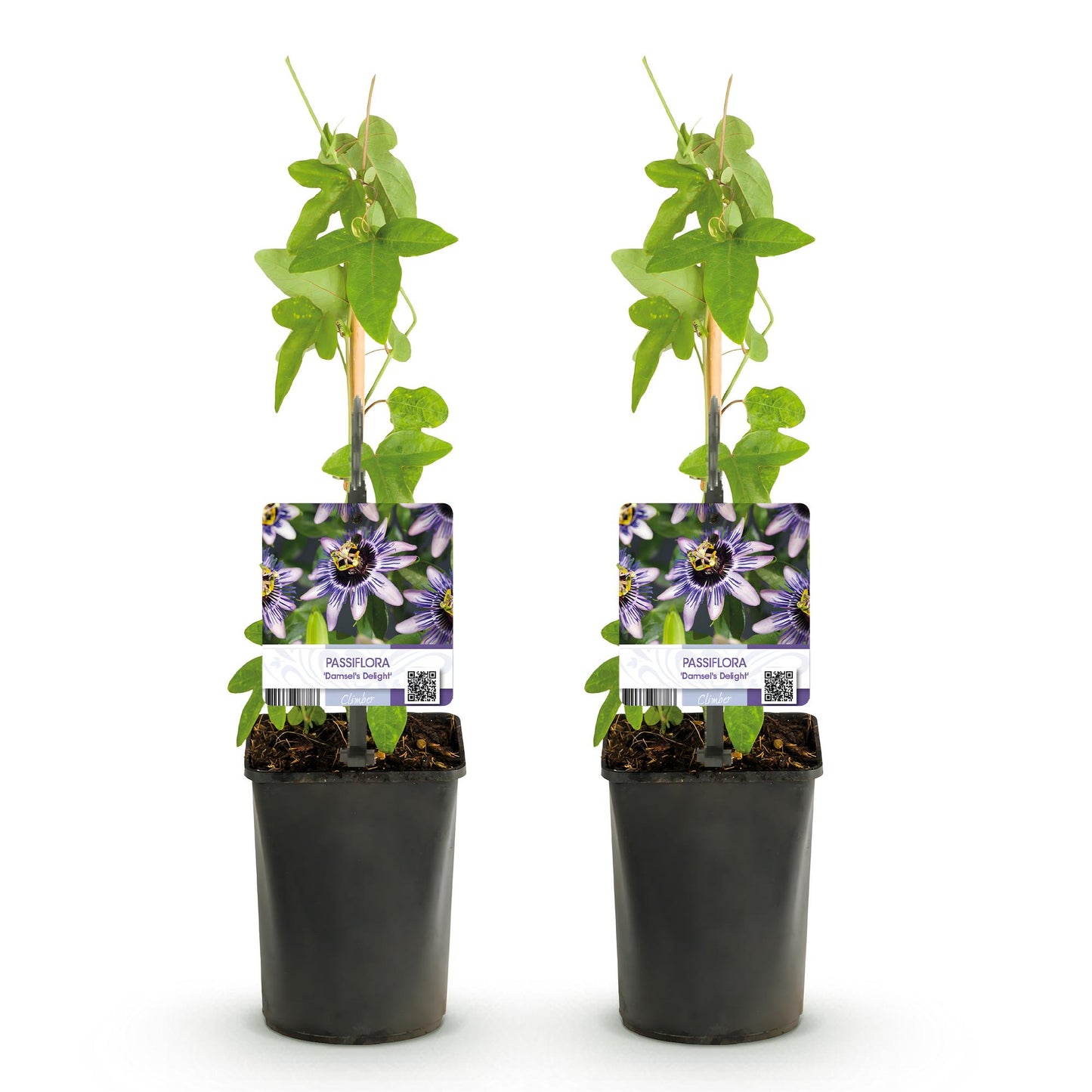 Pflanzfix24.de - Passionsblume - Passiflora Damsels Delight - Blüte Lila mit Weiß - 2 Pflanzen - Topf 11cm - Pflanzfix24.de