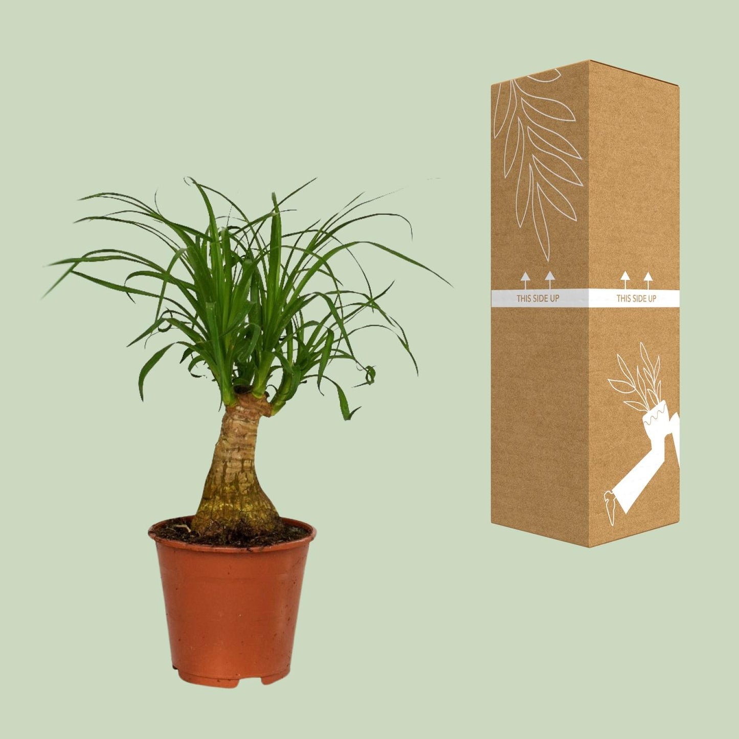 Beaucarnea Nolina - Ø14cm - ↕40cm - Pflanzfix24
