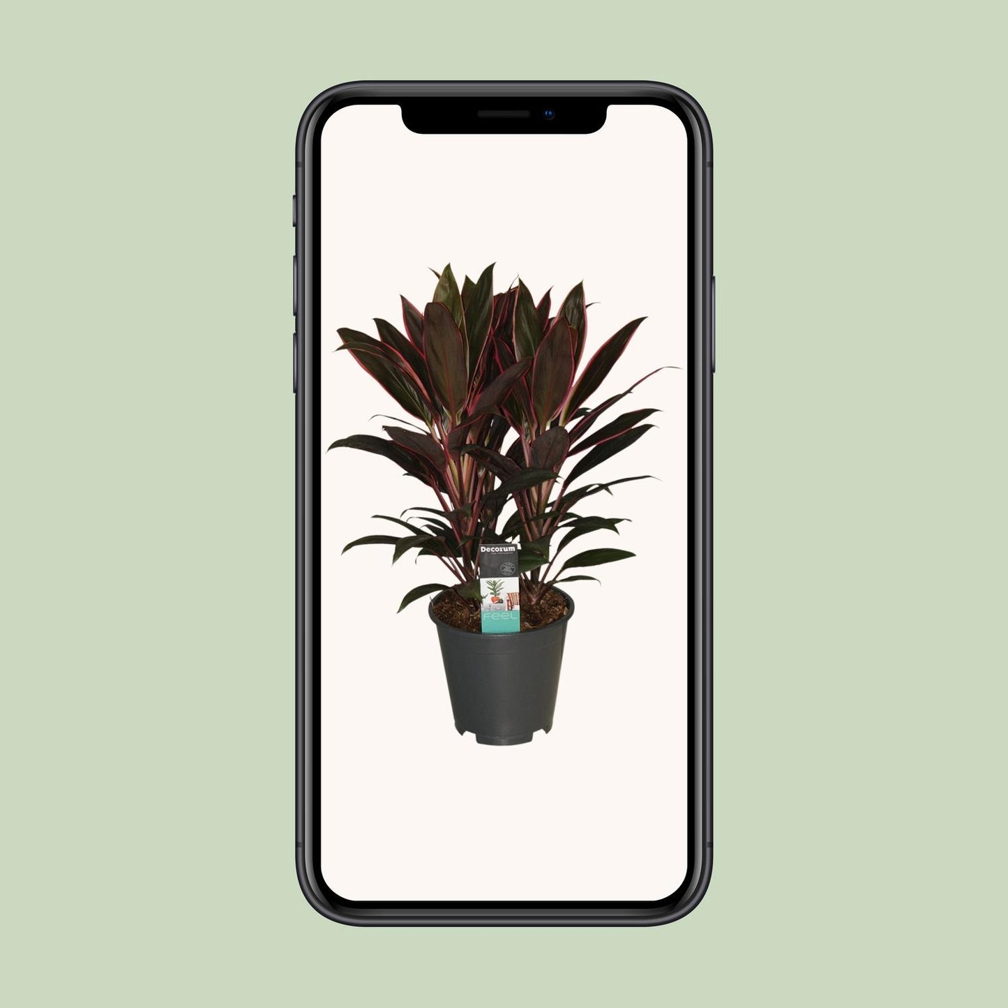 Cordyline Rumba - Ø19cm - ↕55cm bei Pflanzfix24