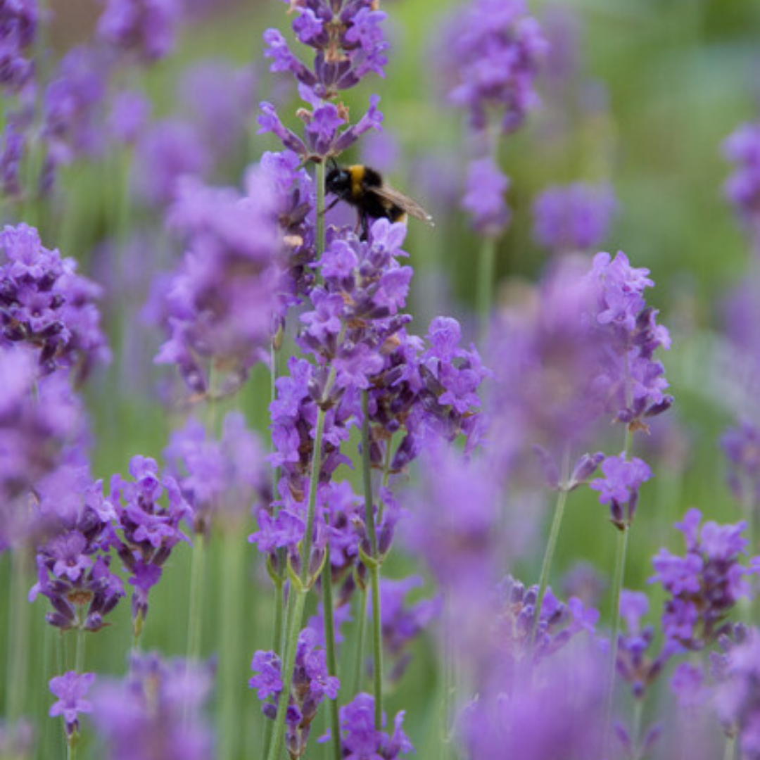 Lavandula 'Munstead' 6er-Set – Duftende Lavendel Jungpflanzen | Pflanzfix24.de - Pflanzfix24.de
