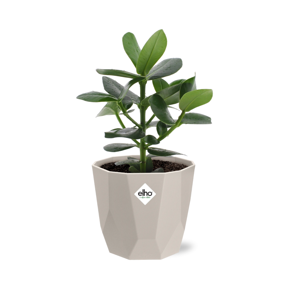 Clusia Princess in ELHO b.for rock 14 cm warm grey - Pflanzfix24