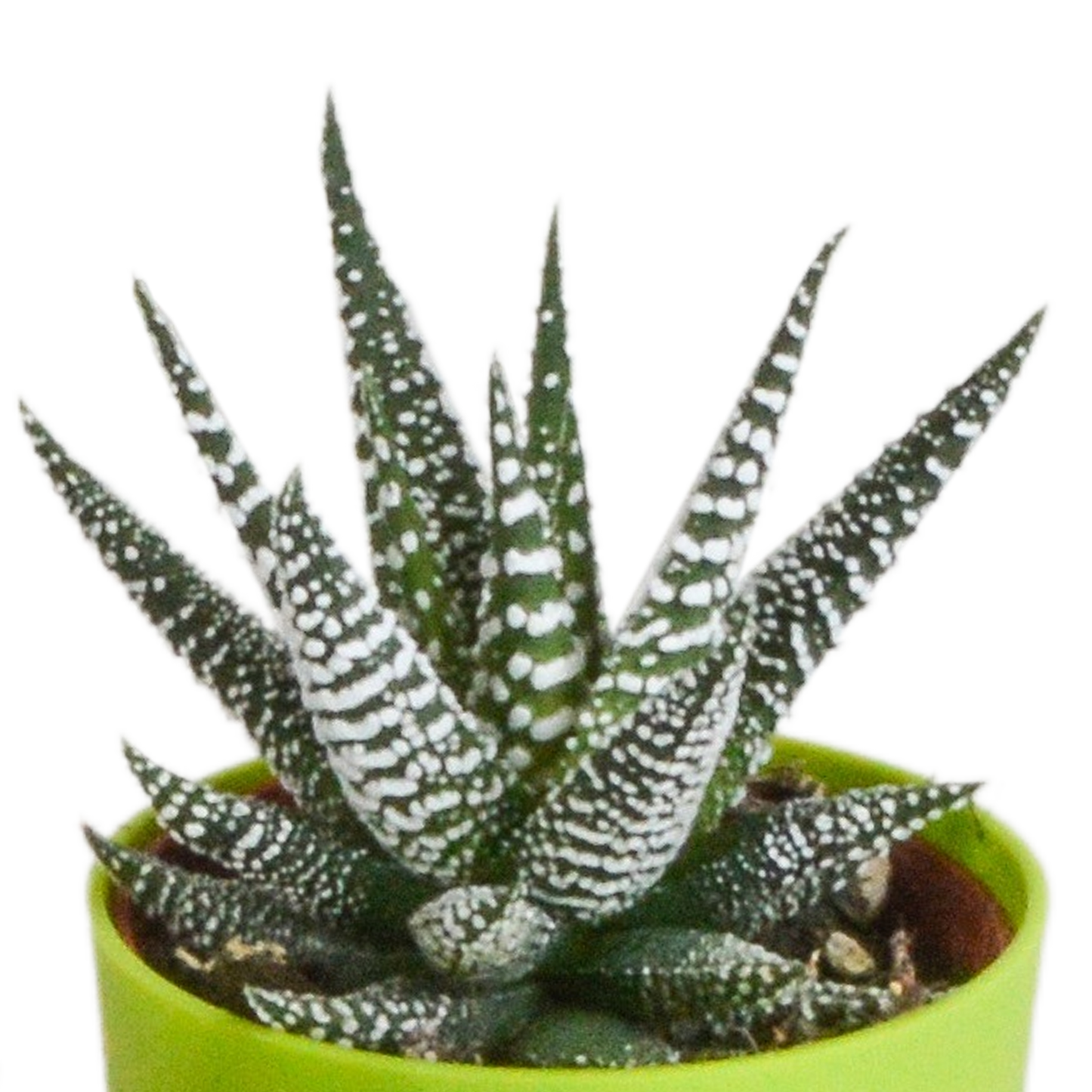 Gasteria/Haworthia-Mischung 5,5cm - 5x - in gekleurde plasticpot - Pflanzfix24.de - Pflanzfix24.de