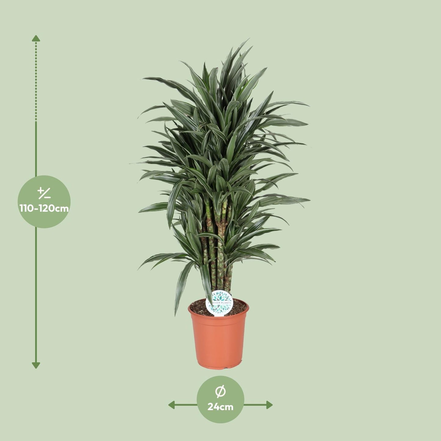 Dracaena Deremensis Warneckei - Zimmerpflanze - Pflanzfix24