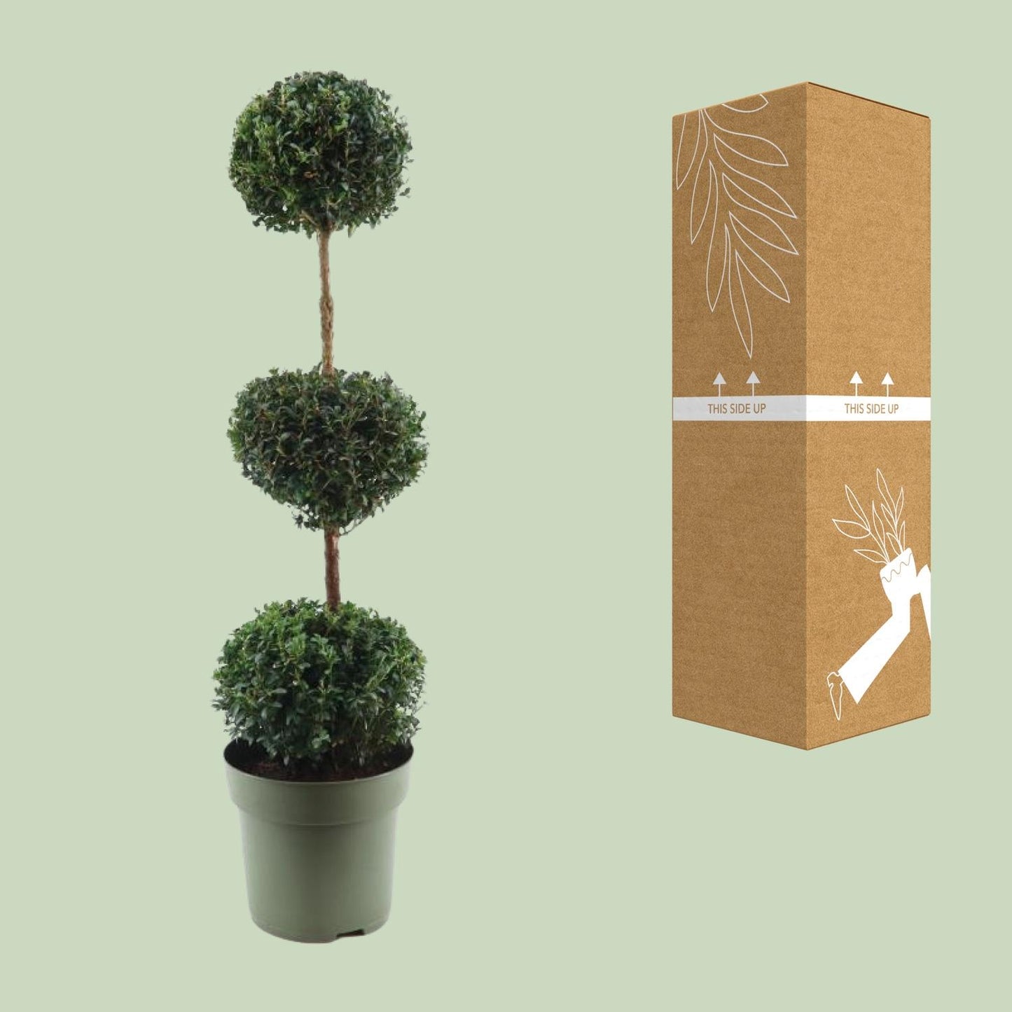 Buxus Semp. Trio-Ball - Ø27cm - ↕110cm - Pflanzfix24