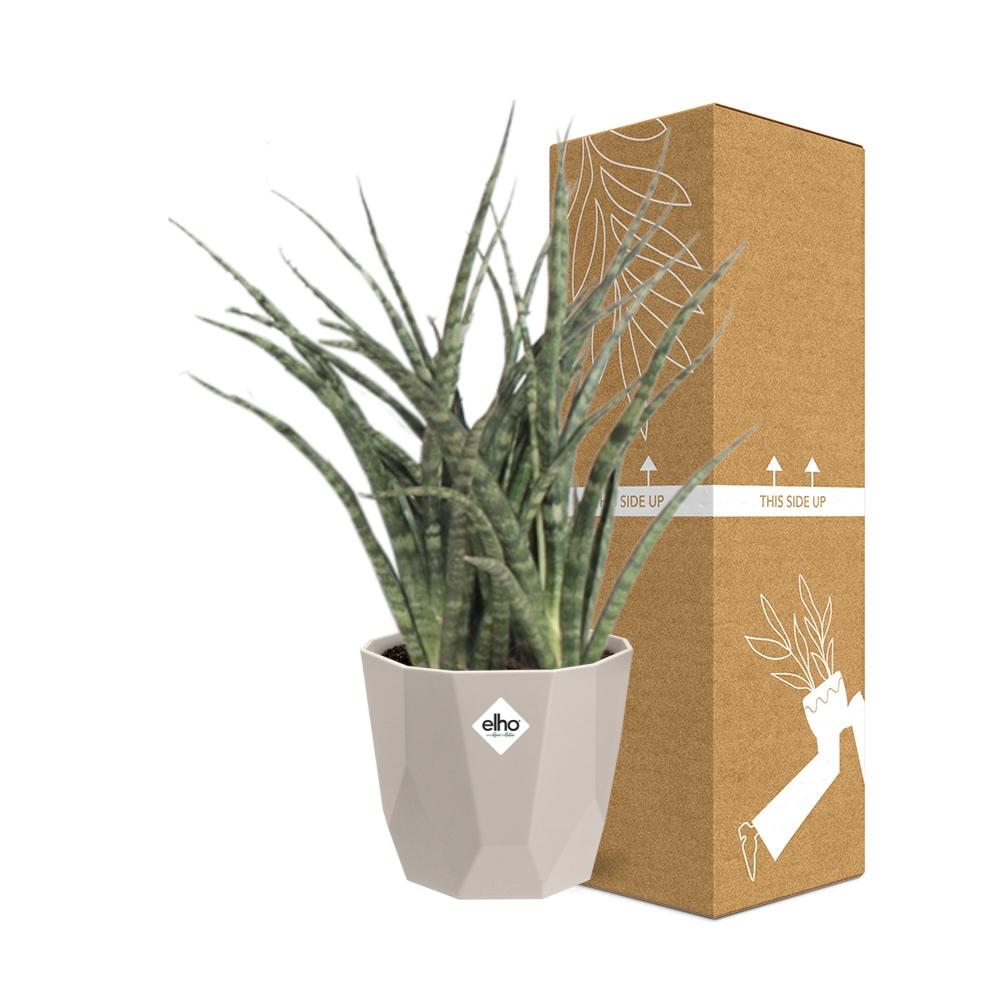 Sansevieria Fernwood Punk in ELHO b.for rock 14 cm warm grey - Pflanzfix24