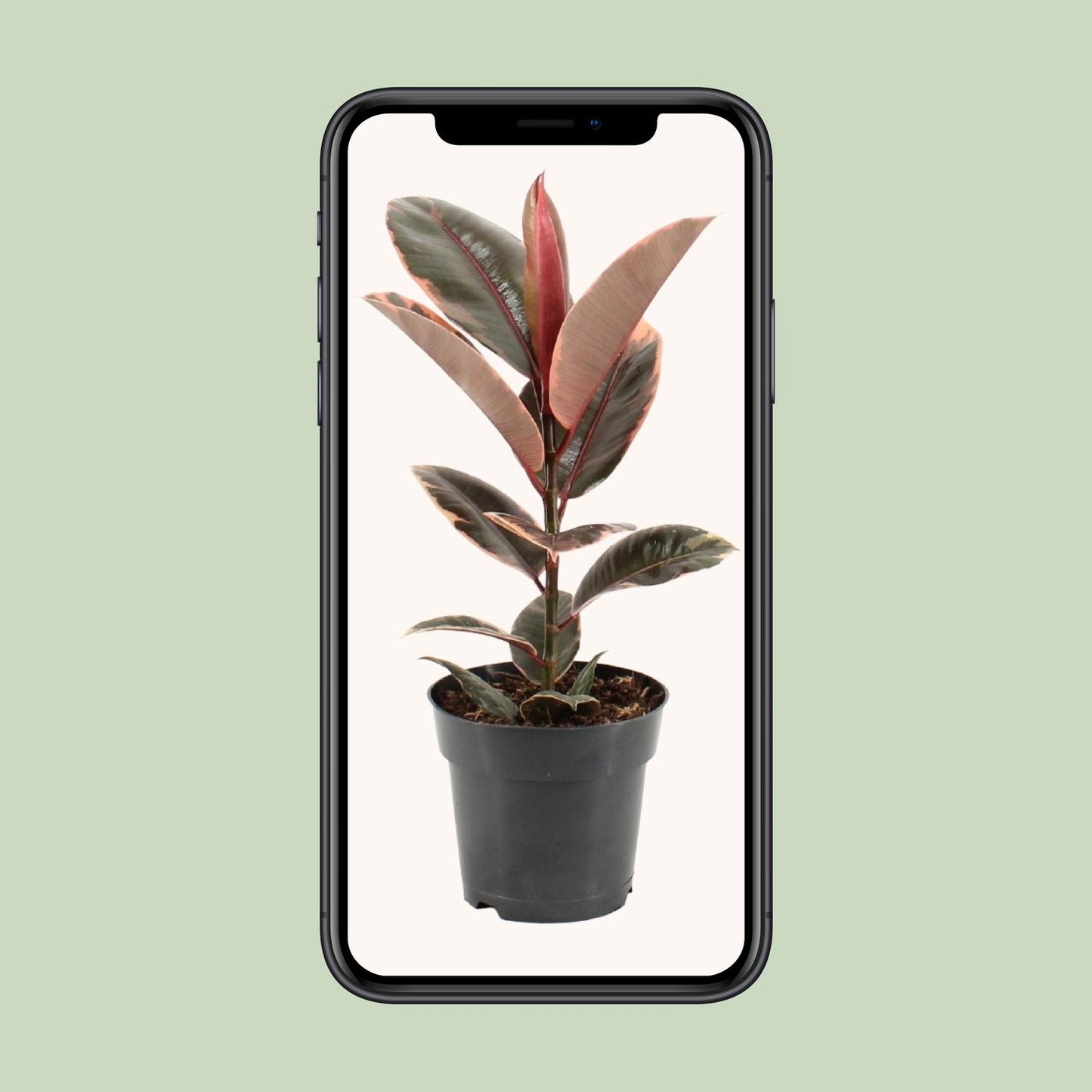 Ficus Elastica Belize - Ø17cm - ↕55cm - Pflanzfix24.de - Pflanzfix24.de