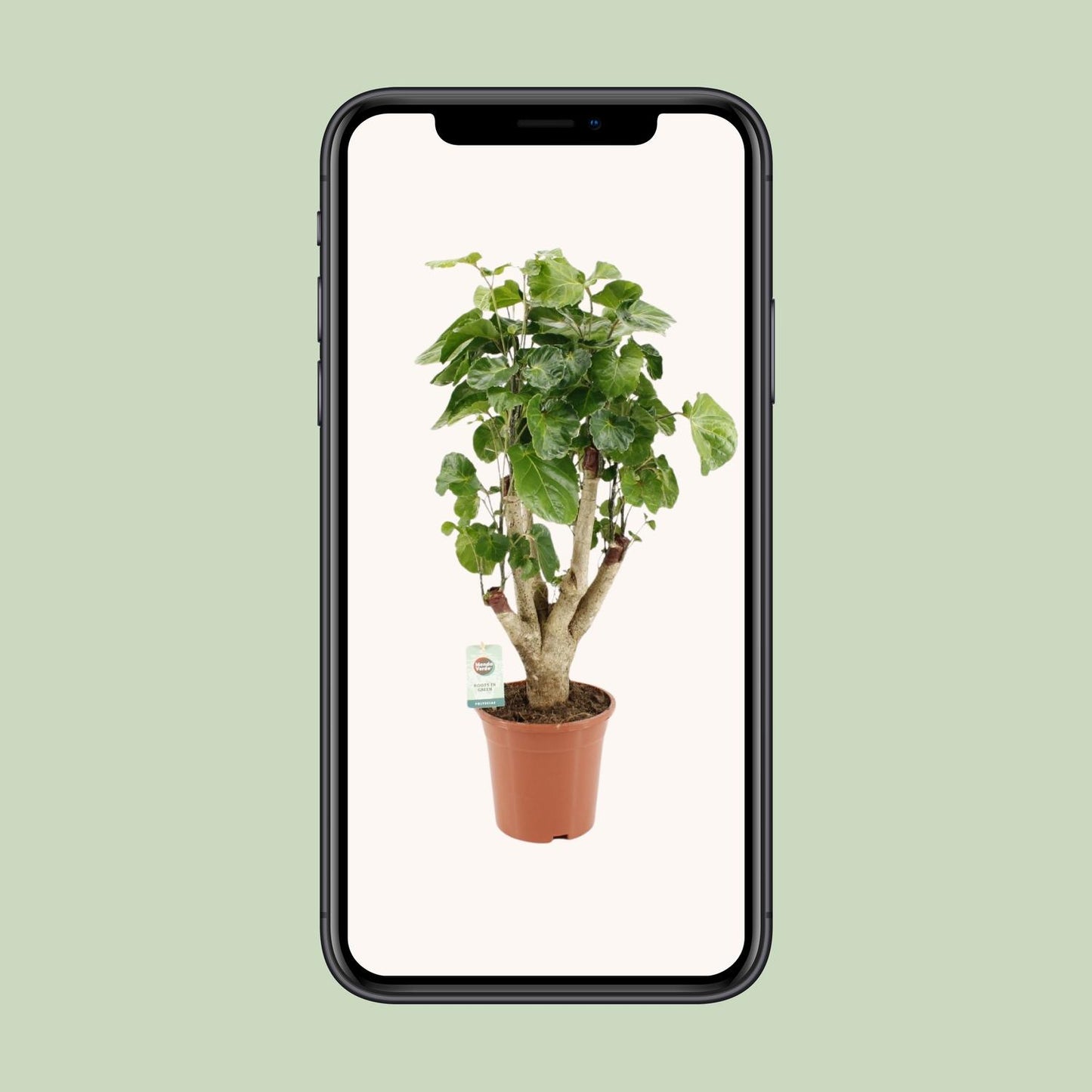 Polyscias Lemon - Ø17cm - ↕65cm - Pflanzfix24