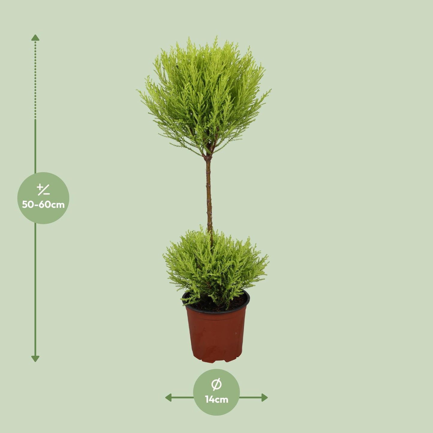 Cupressus Goldcrest Wilma - Ø14cm - ↕60cm bei Pflanzfix24.de - Pflanzfix24.de