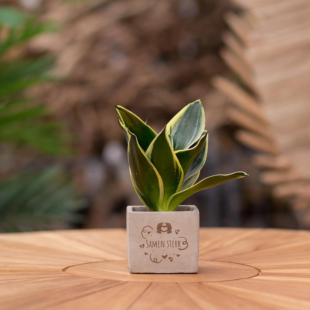 Congreet plantpots + Sansevieria | Samen sterk - Pflanzfix24.de - Pflanzfix24.de
