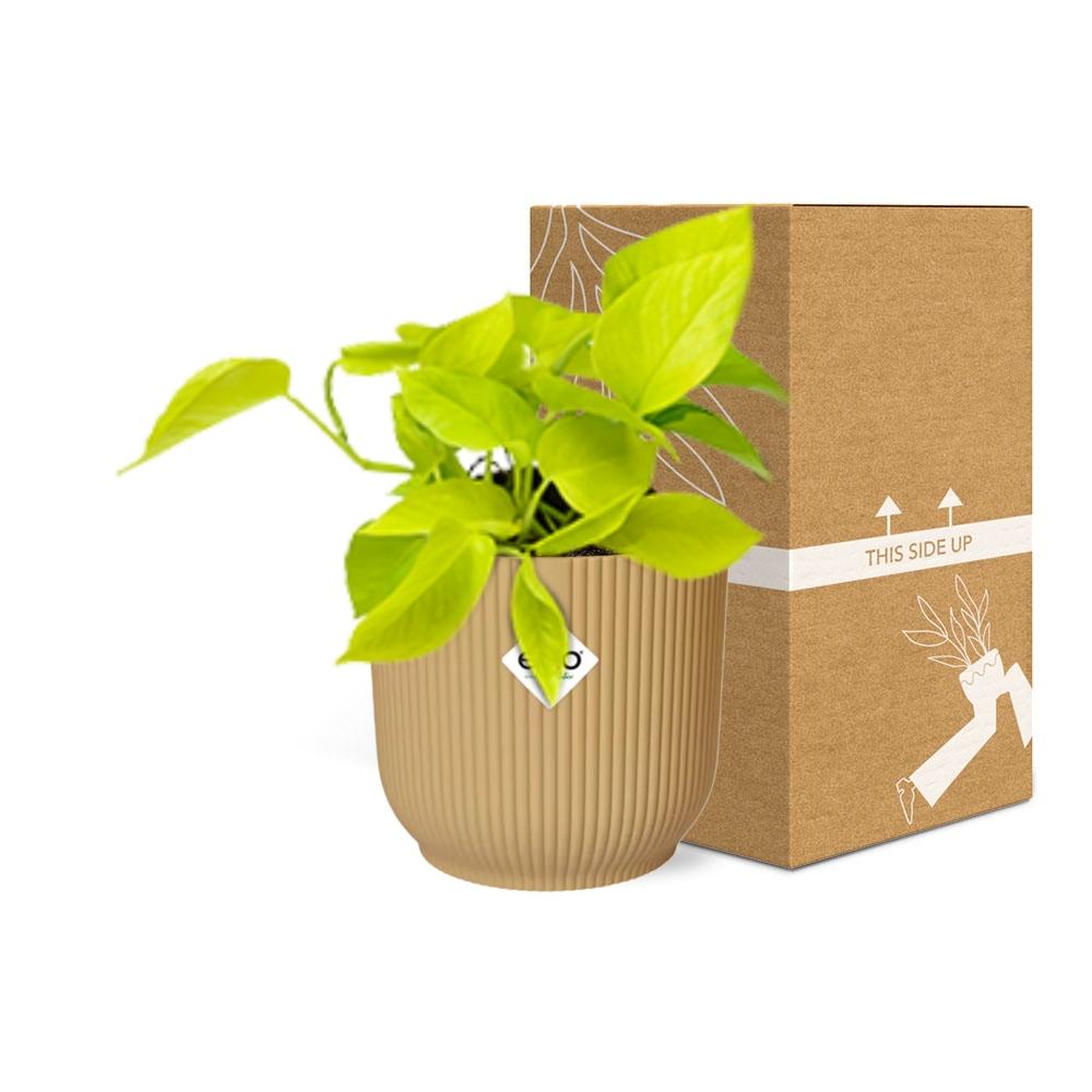 Epipremnum aureum 'Goldener Pothos' - pflanzfix24