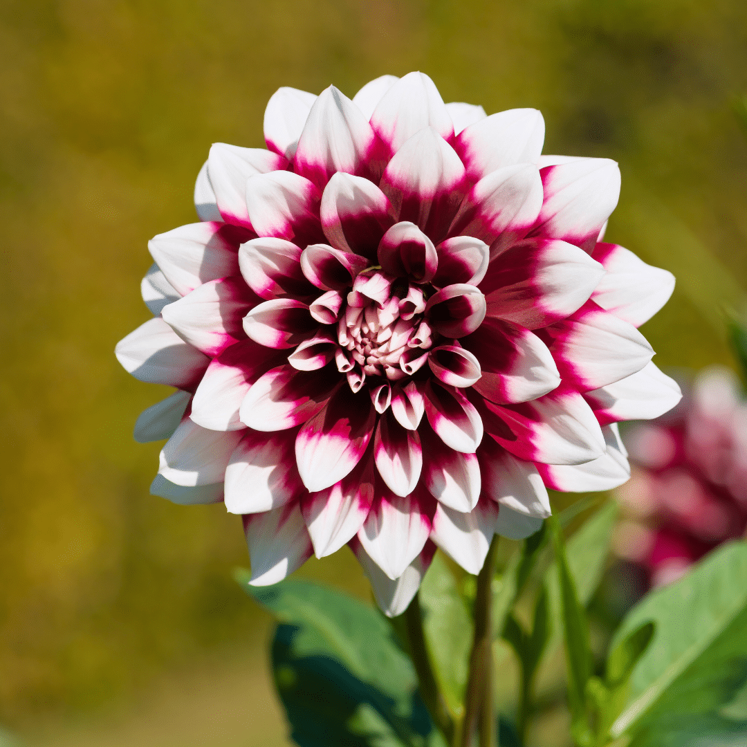 Dutch Dahlia Box - Set von 6 niederländischen Dahlien - Pflanzfix24.de - Pflanzfix24.de