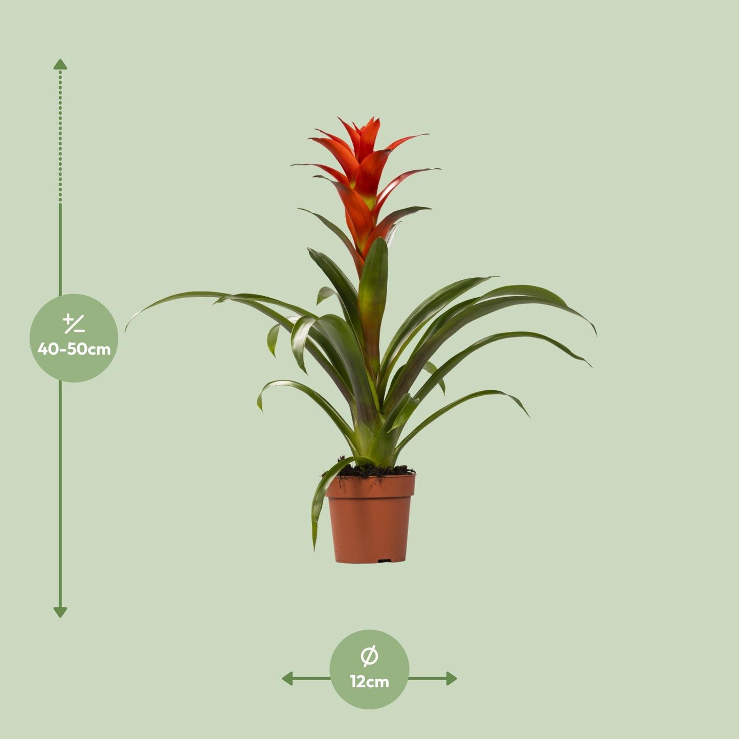 Guzmania Ostara - Ø12cm - ↕45cm - Pflanzfix24.de - Pflanzfix24.de