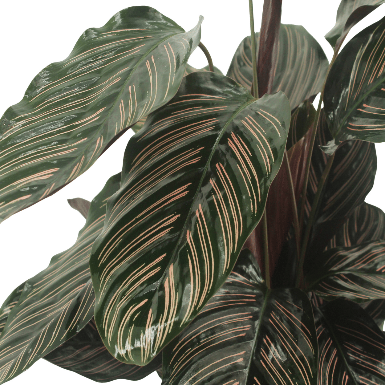 2x Calathea Ornata - Pfauenpflanze - 50cm - ø14 - Pflanzfix24.de - Pflanzfix24.de