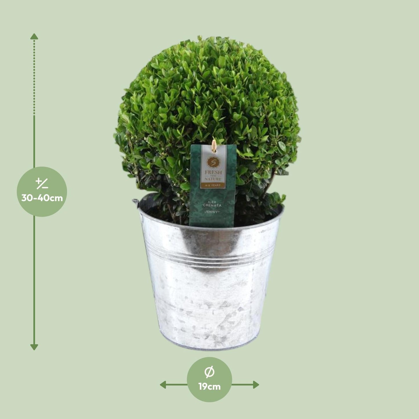 Ilex Crenata 'Jenny'® Ball Ø20cm P17 In Zinc Old-Look - Pflanzfix24